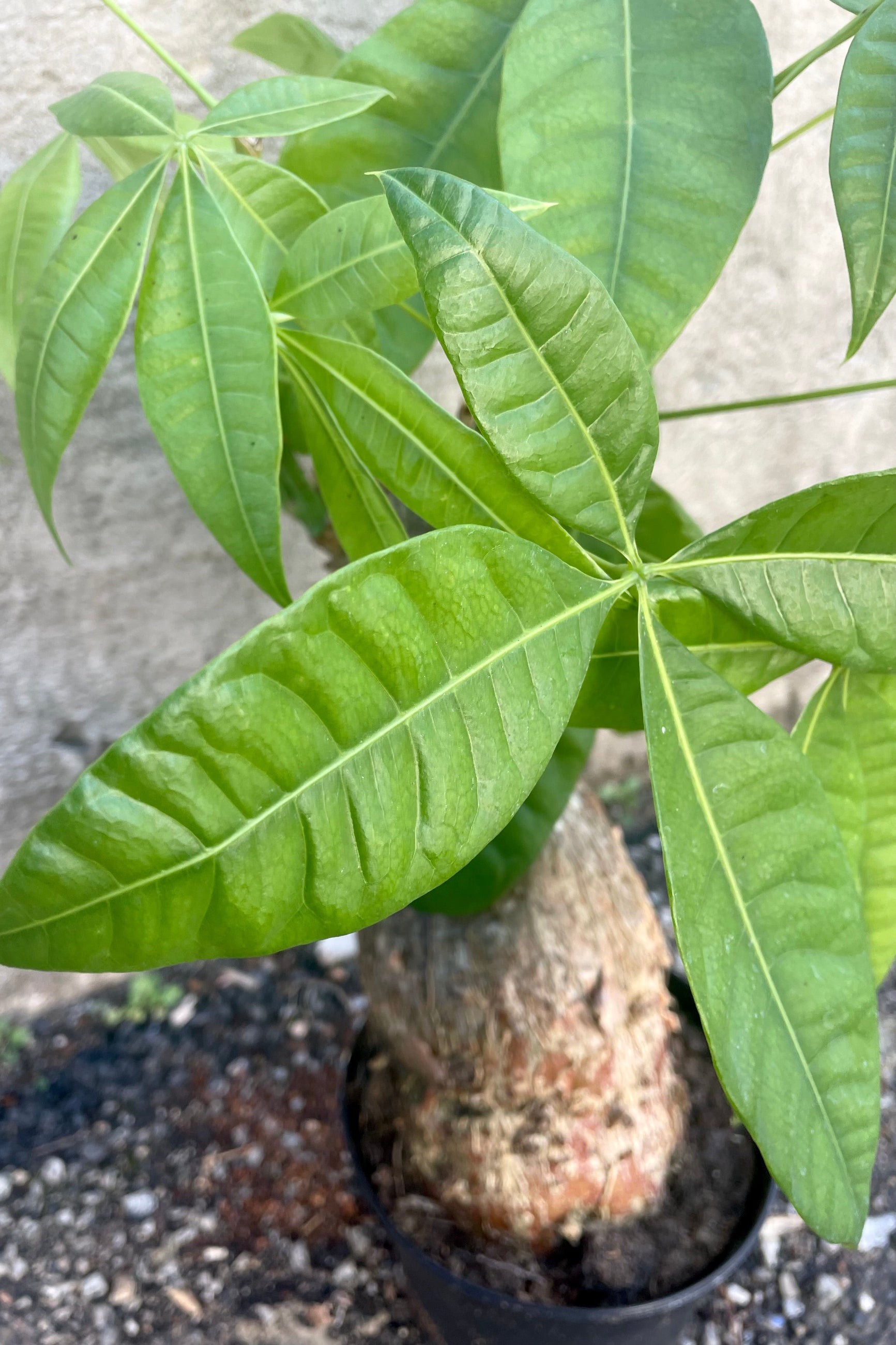 A detailed view of Pachira aquatica "Money Tree" stump form 6" against a concrete backdrop ©Sprout Home
