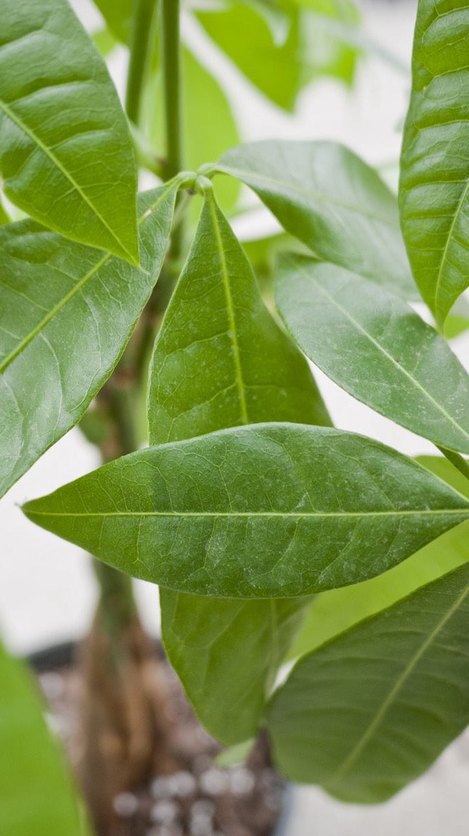 Detail photo of Pachira aquatica leaves