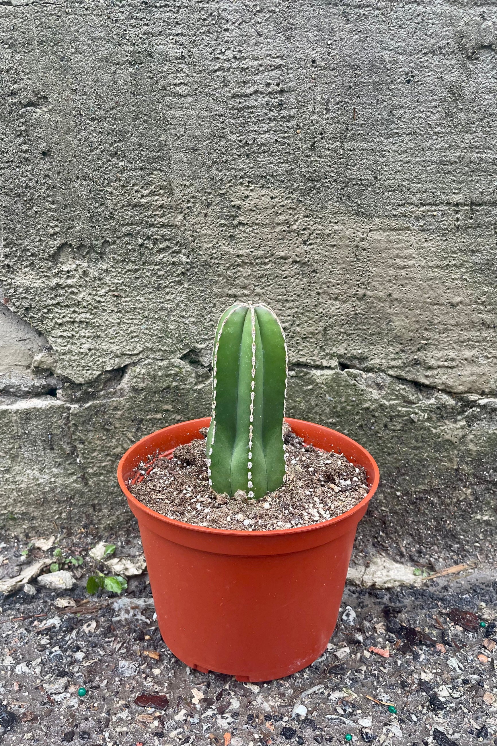 Pachycereus marginatus "Fence Post" 6" orange growers pot with green cactus with spines against a grey wall ©Sprout Home
