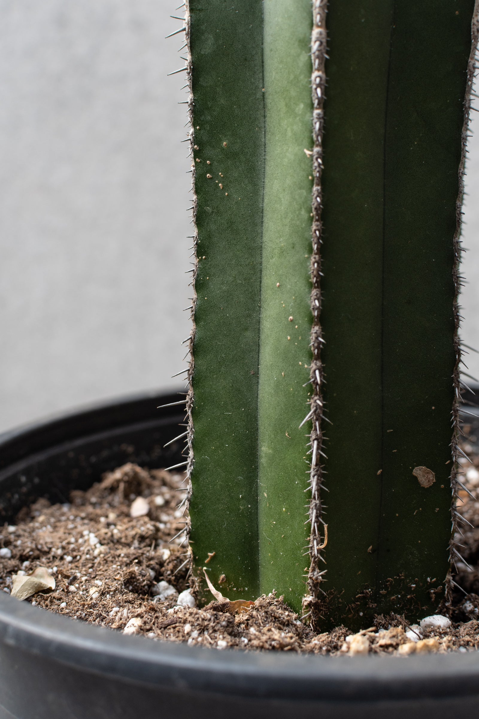 A close up picture of the body of a Pachycereus marinates "Fence Post". ©Sprout Home