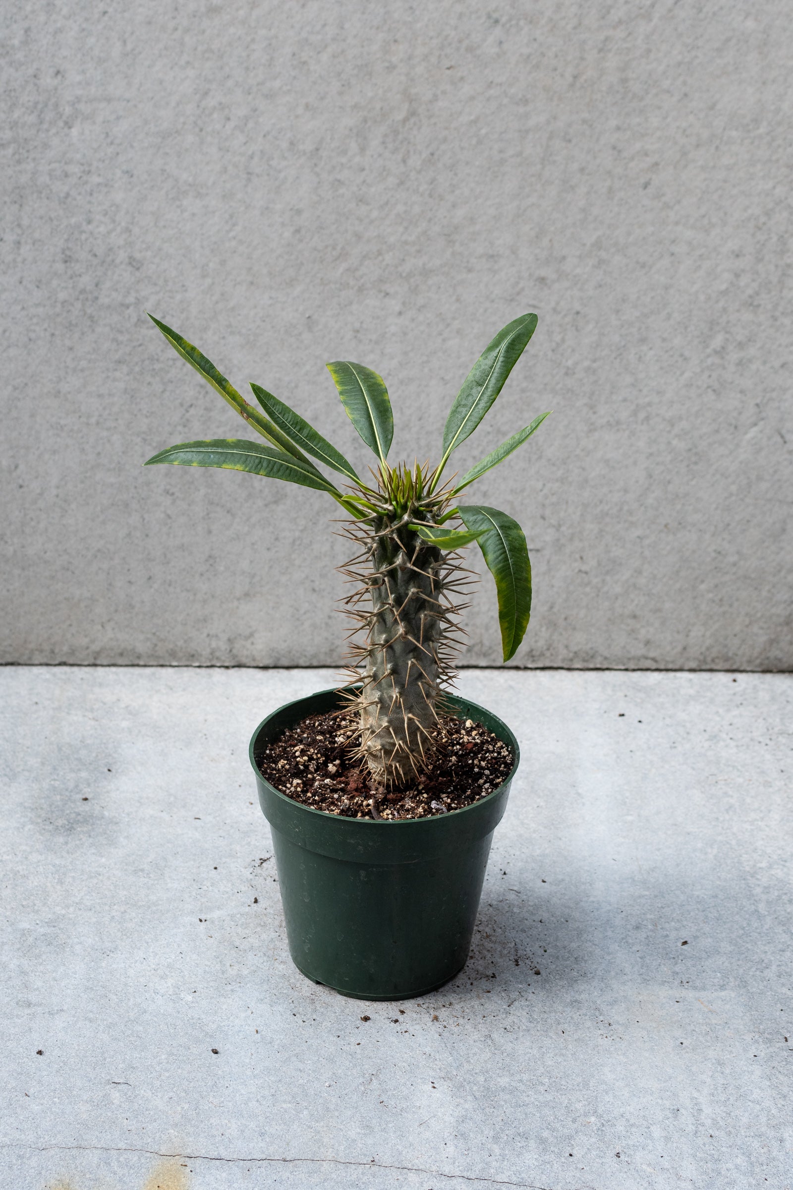 Pachypodium in a 6 inch growers pot against a grey wall. ©Sprout Home