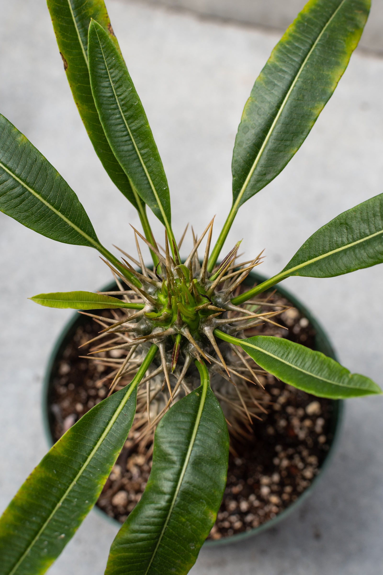 Pachypodium pictured from above with its leaves. ©Sprout Home