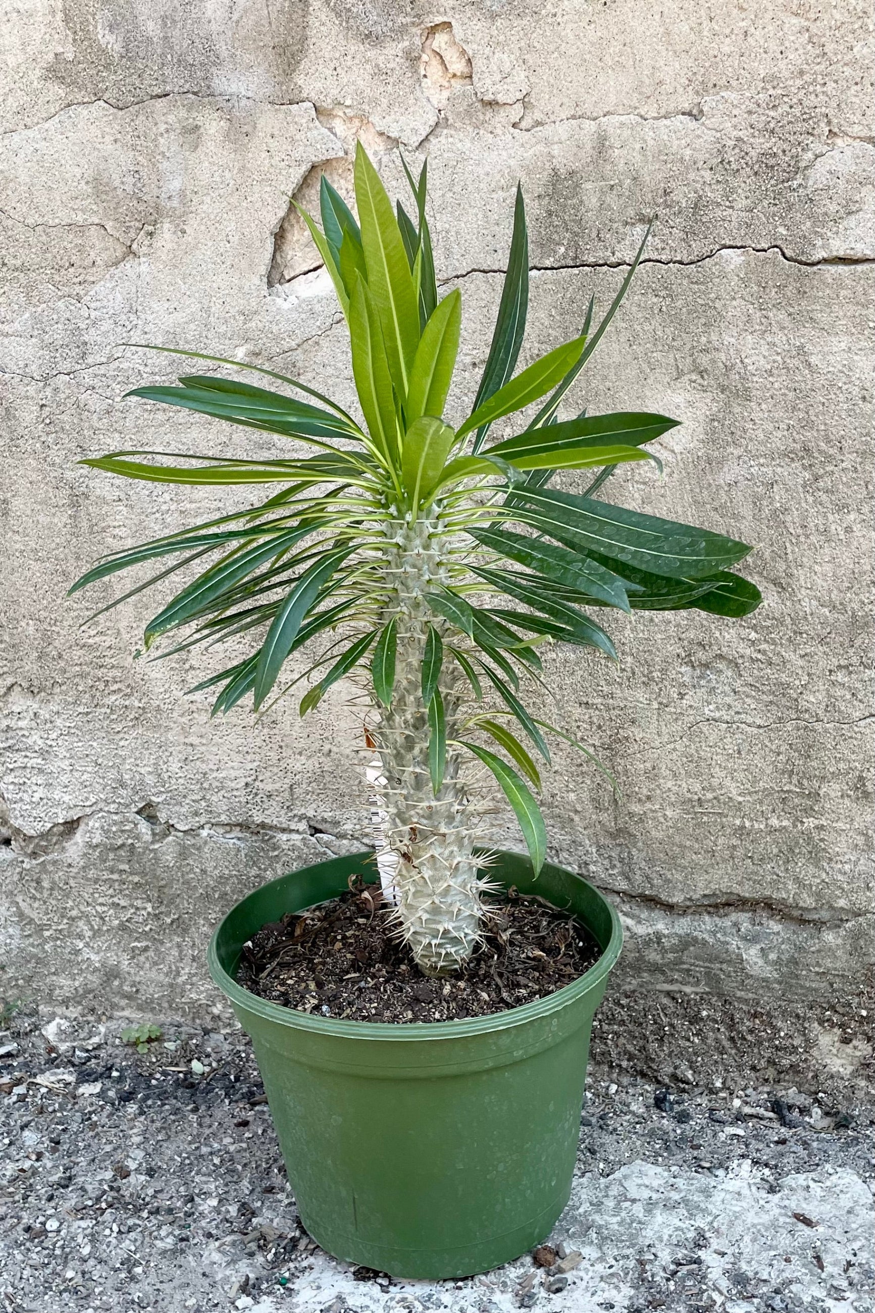 Pachypodium lamerei in an 8" growers pot with its leaves showing against a concrete wall at Sprout Home. ©Sprout Home