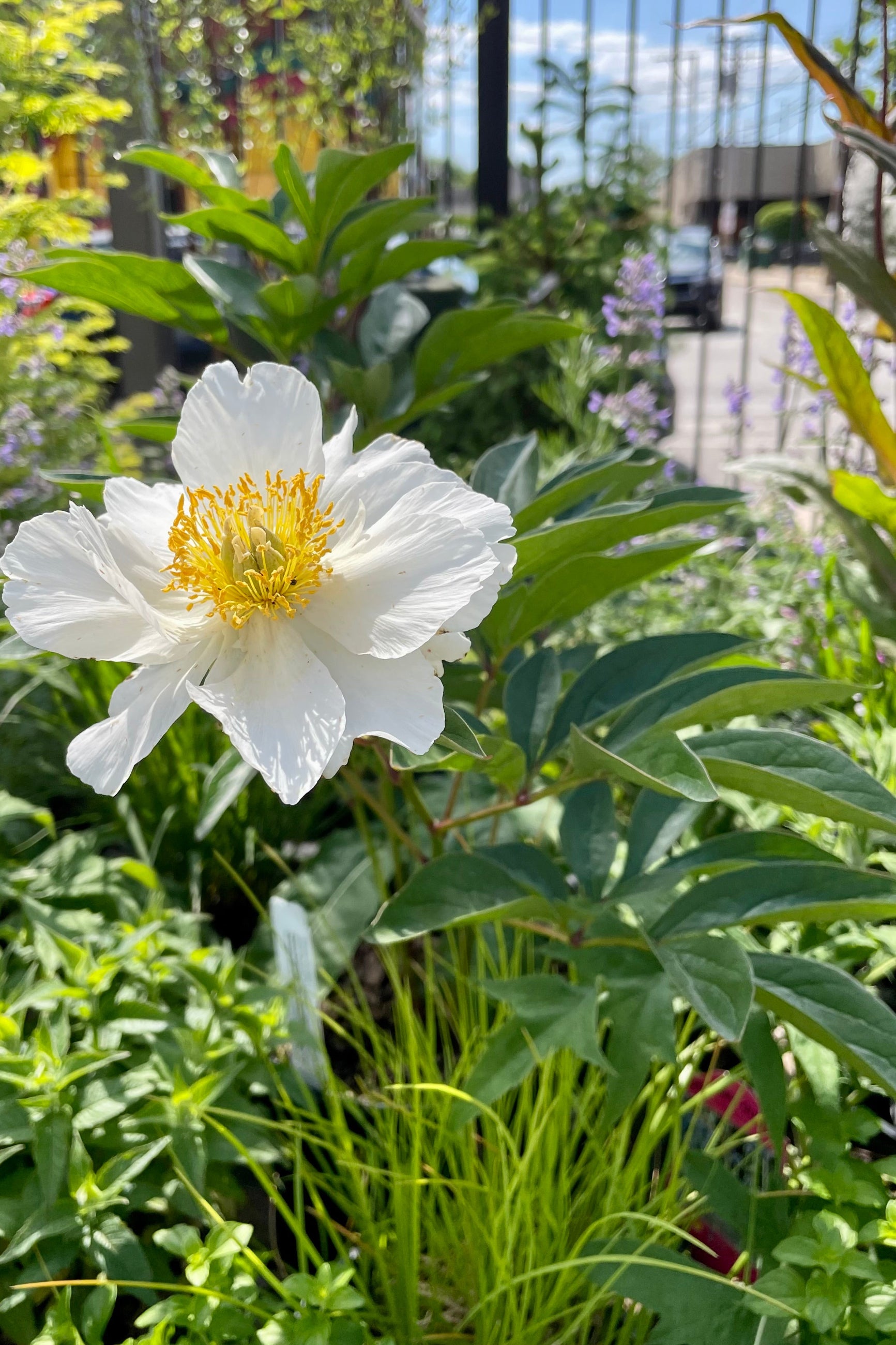 #2 Paeonia 'Top Brass' in full bloom the beginning of June showing the white flower with yellow center amongst other plants around it at Sprout Home. ©Sprout Home