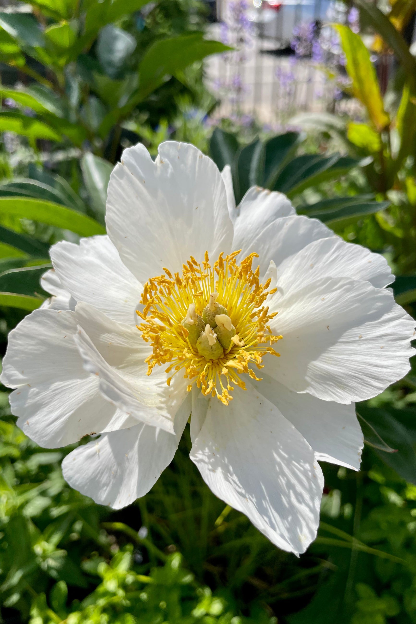 The Paeonia 'Top Brass' in bloom showing the white petals and yellow center the beginning of June at Sprout Home. ©Sprout Home