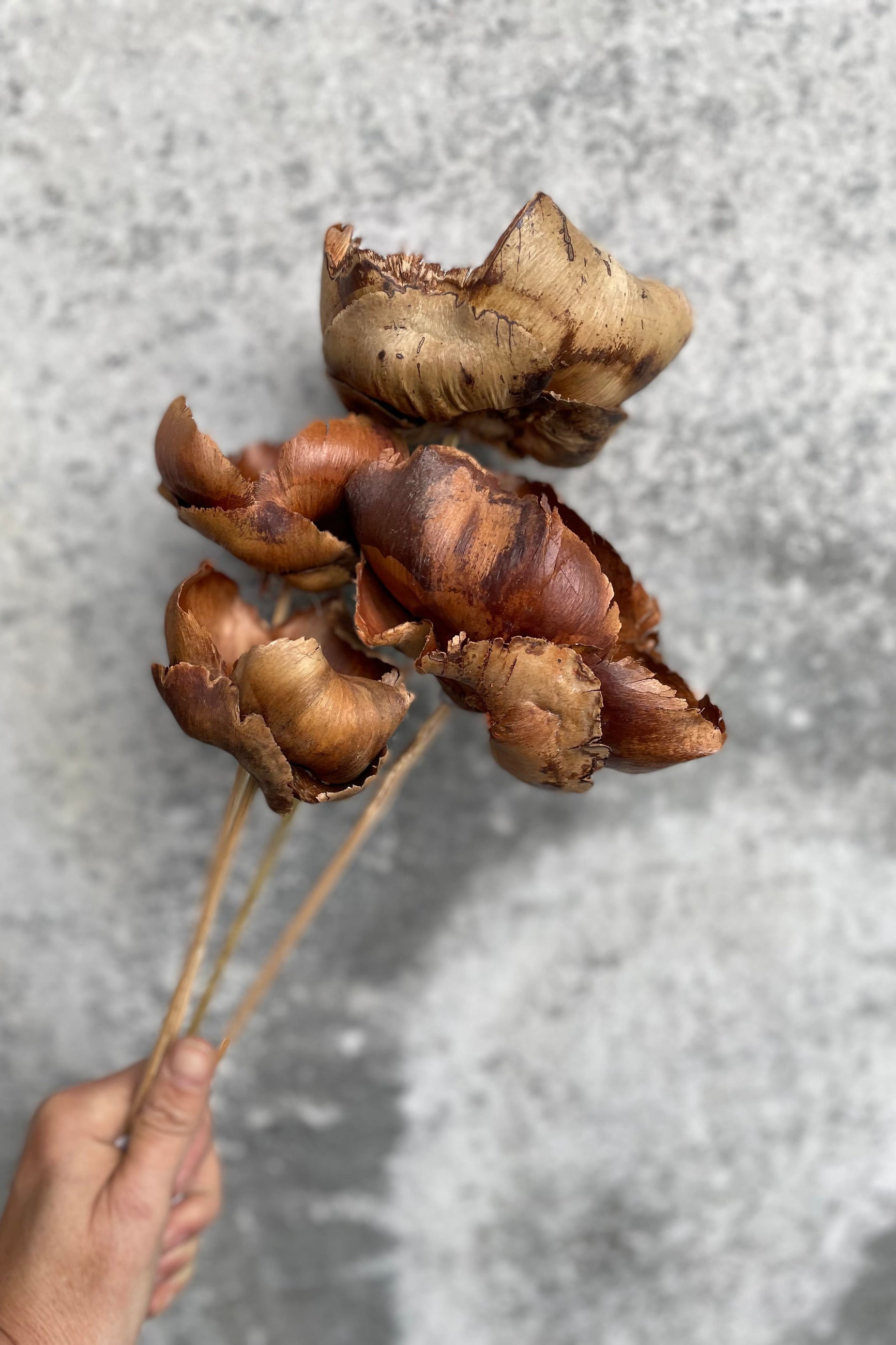 natural palm caps on sticks to use in containers . ©Sprout Home