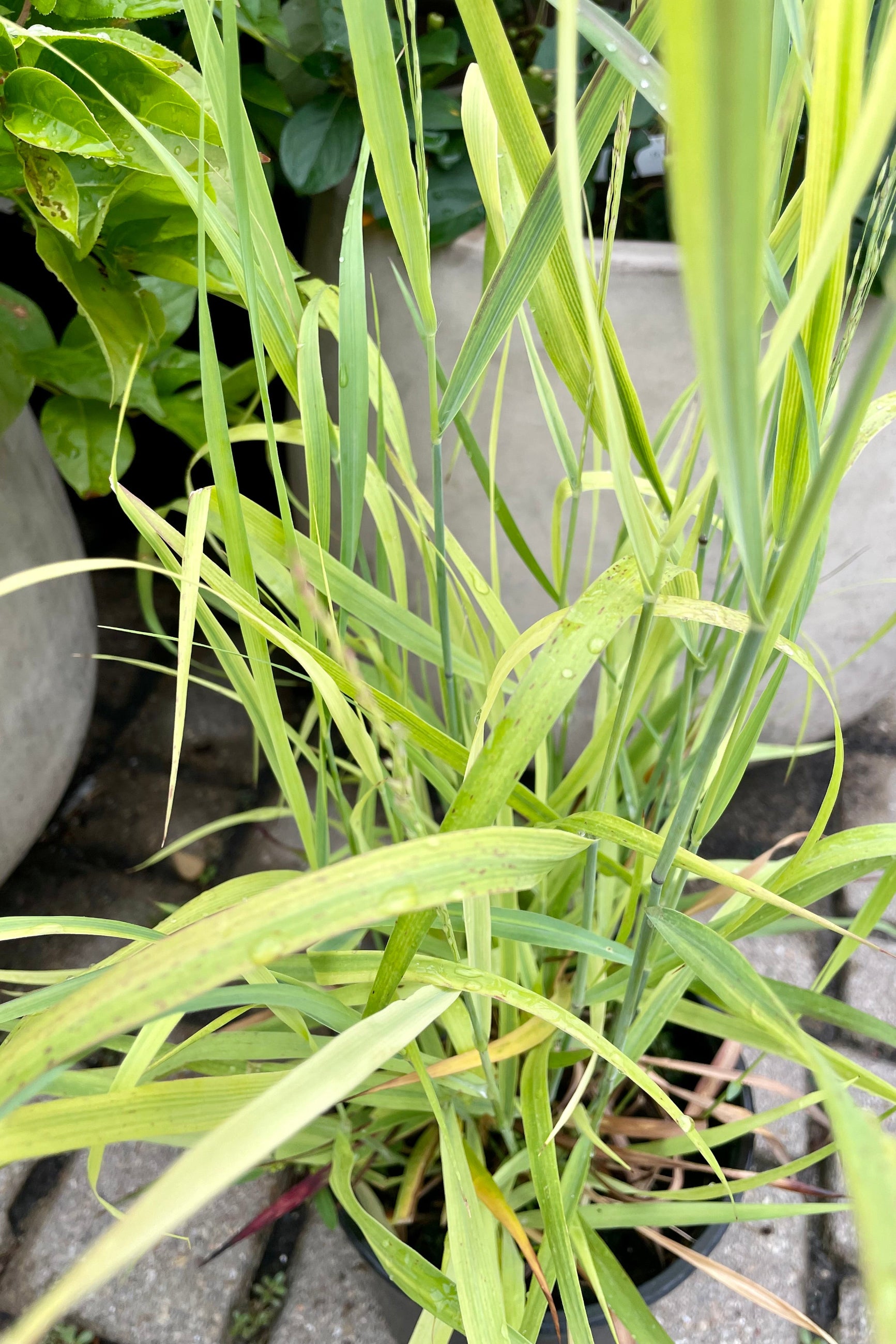 A detail of the green blades of the Panicum 'Shenandoah' in mid July before the foliage turns a darker shade. ©Sprout Home