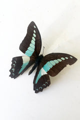 A full view of Graphium sarpedon with black, blue and white wings against white backdrop