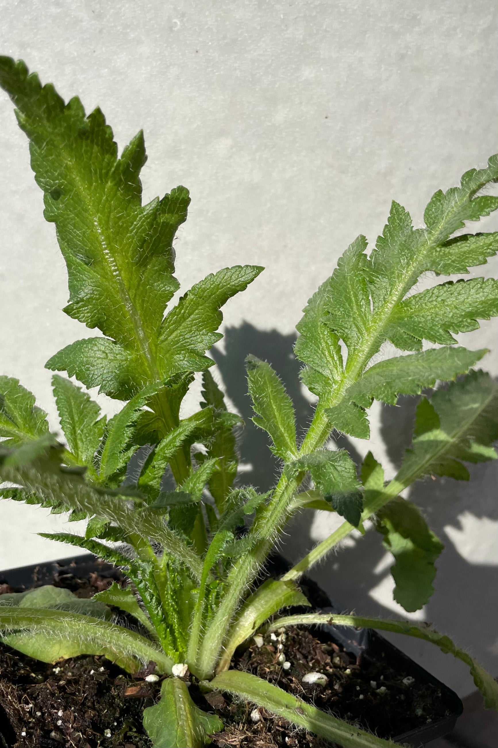 Detail picture of the green fern like leaves of Papaver 'Prince of Orange' mid April before budding. ©Sprout Home