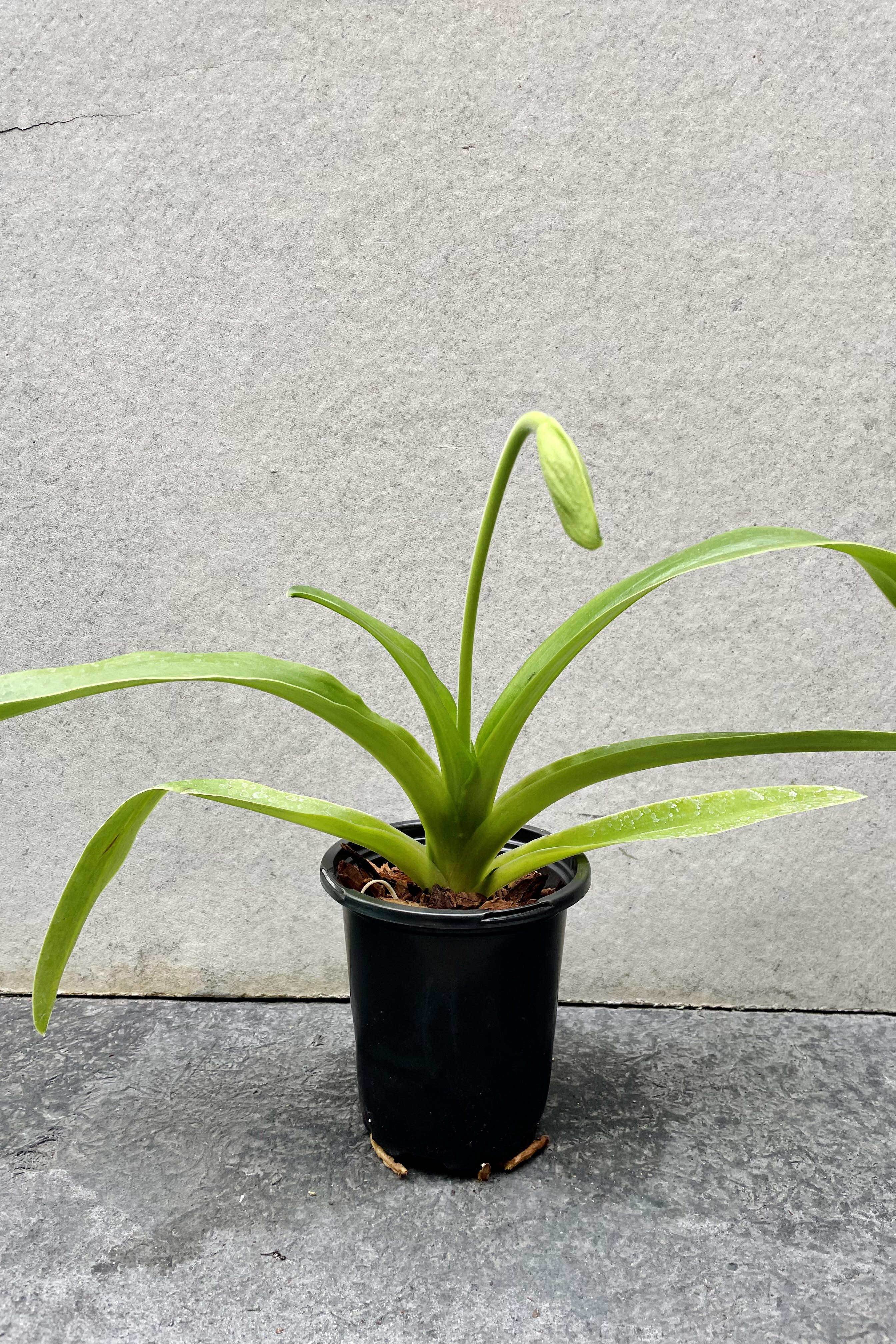 The Paphiopedilum (Complex) "Lady Slipper Orchid" sits against a grey backdrop in a 4 inch growers pot.