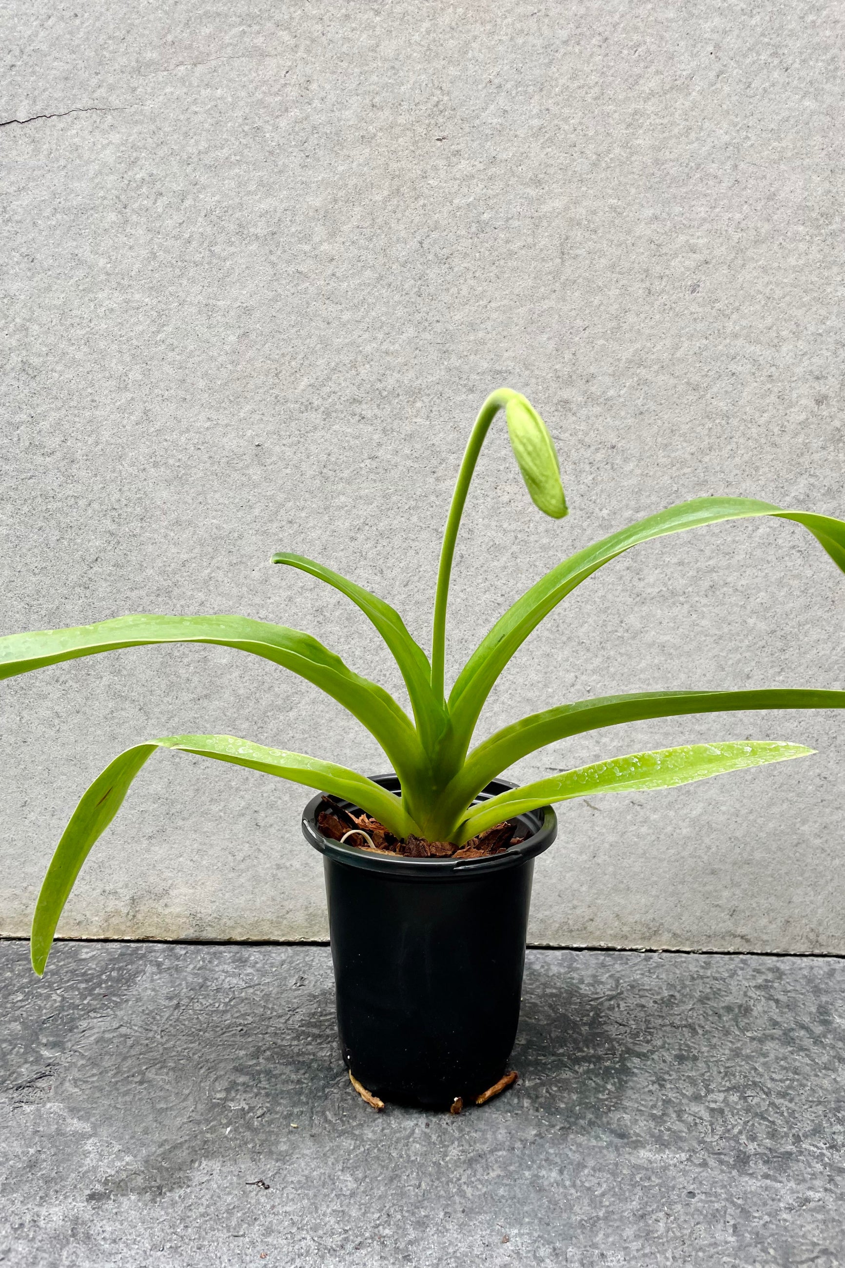 The Paphiopedilum (Complex) "Lady Slipper Orchid" sits against a grey backdrop in a 4 inch growers pot. ©Sprout Home