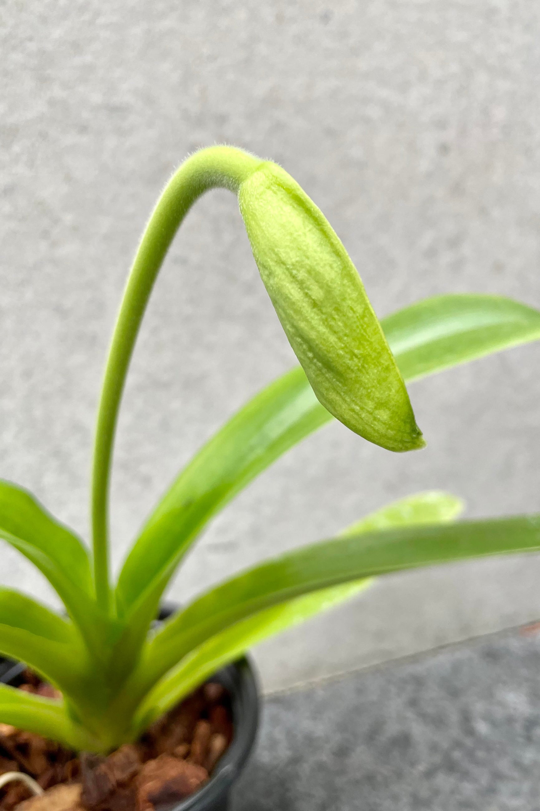 A detailed look at the Paphiopedilum (Complex) "Lady Slipper Orchid" ©Sprout Home