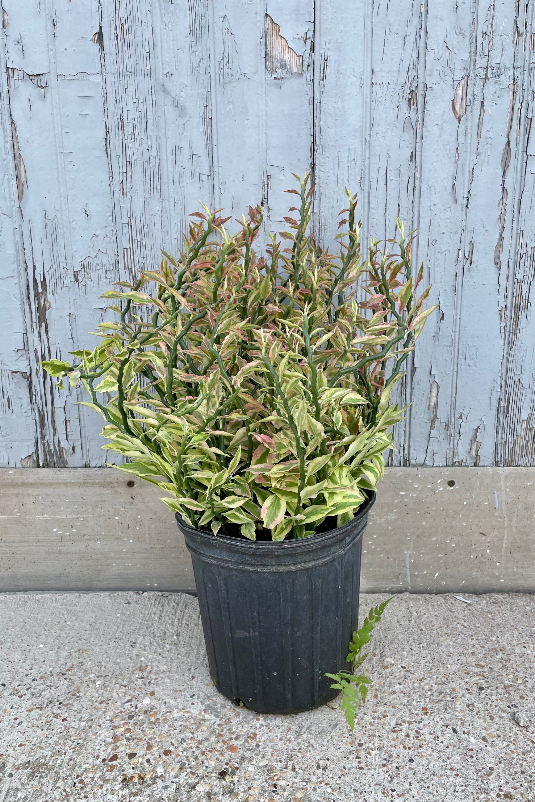 A full view of Euphorbia tithymaloides "Devil's Backbone" 8" in grow pot against wooden backdrop ©Sprout Home
