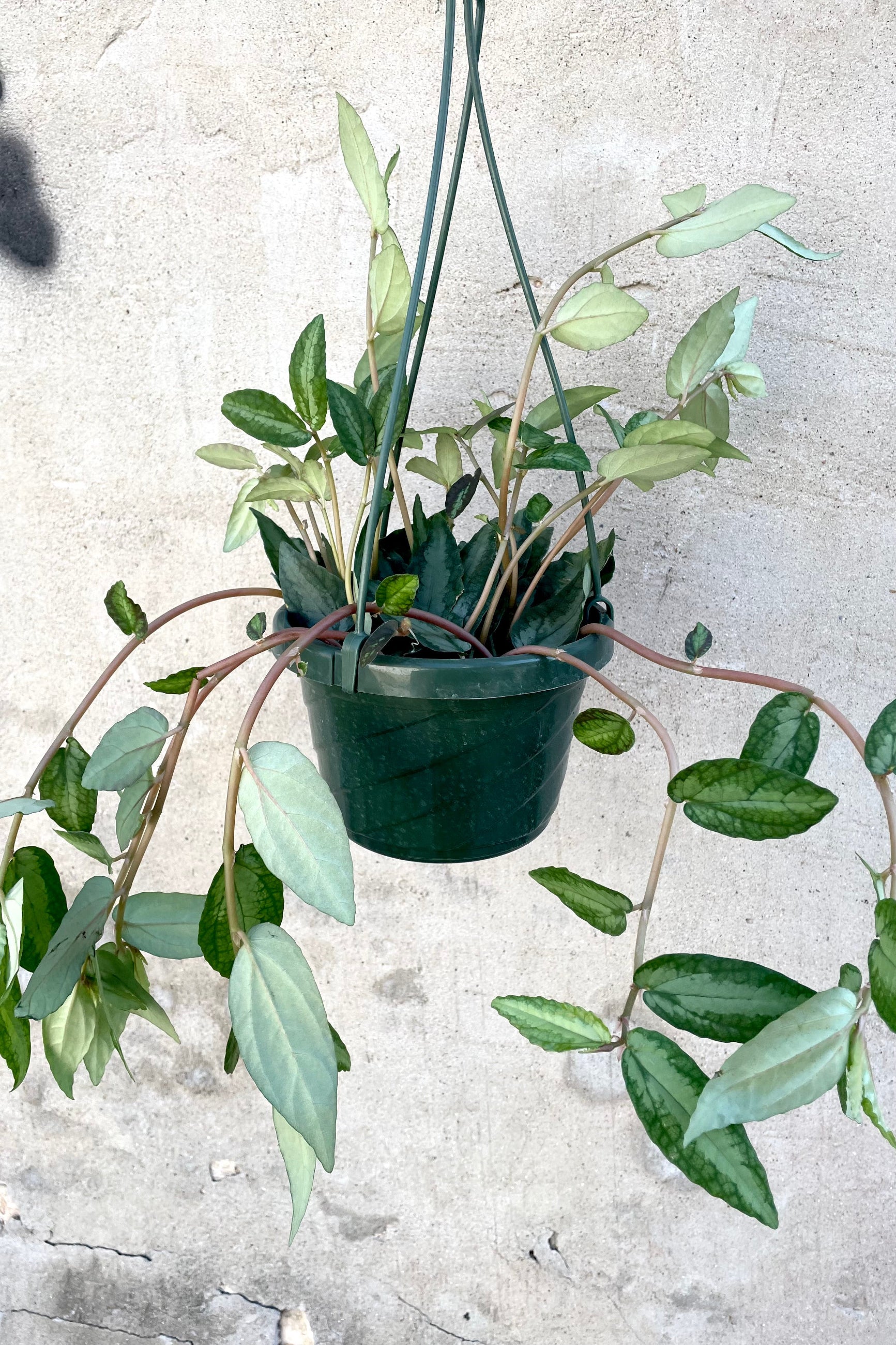 A full view of the hanging Pellionia repens "Watermelon Vine" 6" against a concrete backdrop ©Sprout Home