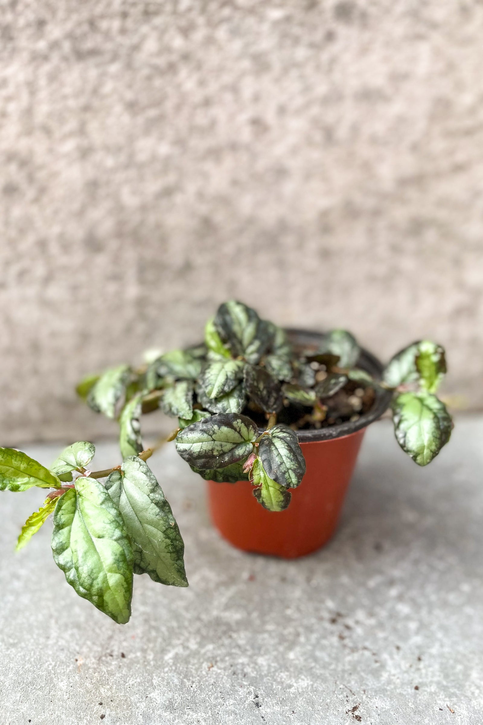 Pellonia repens "watermelon vine" against a grey background ©Sprout Home