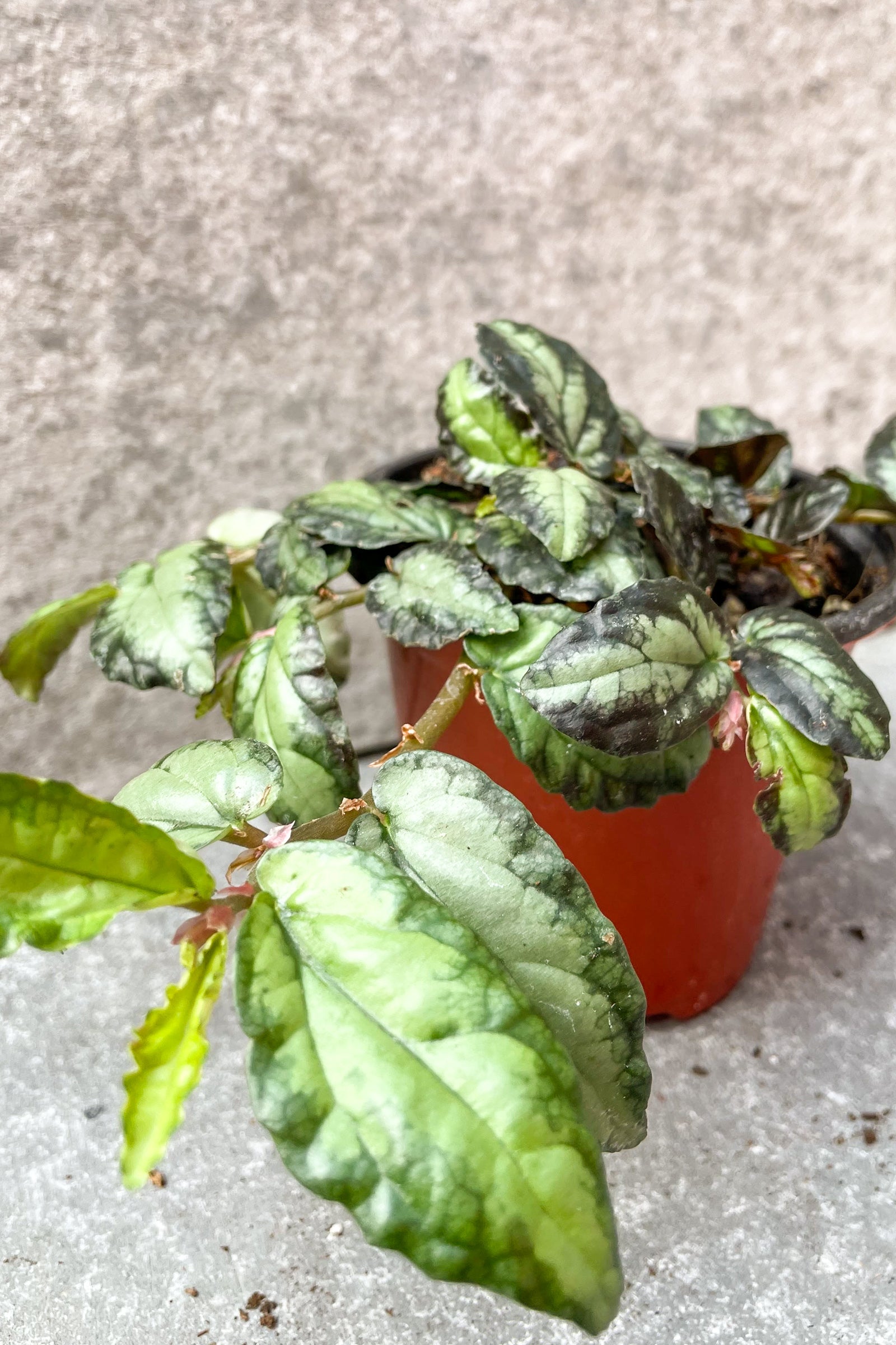 Close up of pellonia repens "watermelon vine" ©Sprout Home