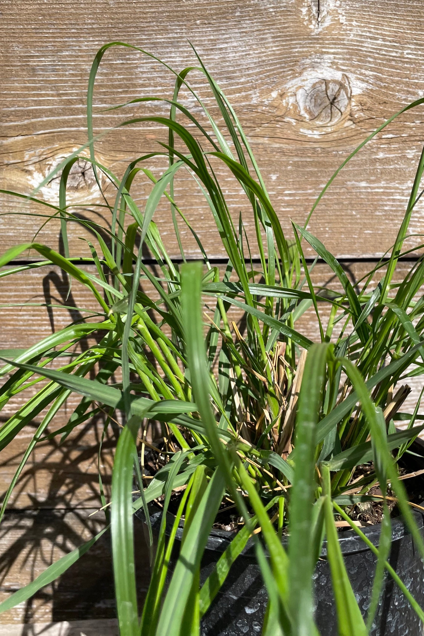 A detail of the lush green blades just starting for the season middle of April at Sprout Home. ©Sprout Home
