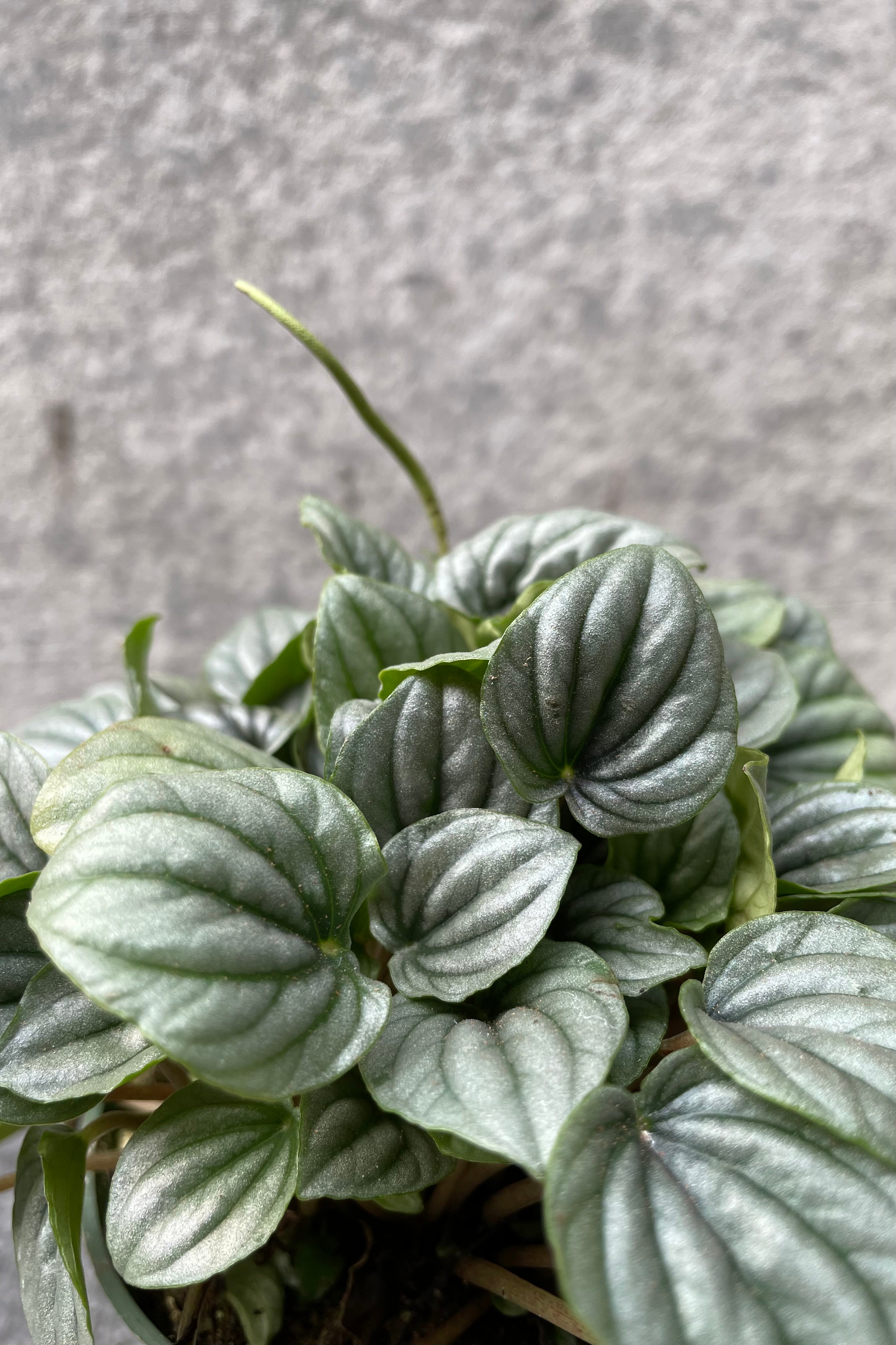 Close up of Peperomia caperata 'Little Toscani' leaves
