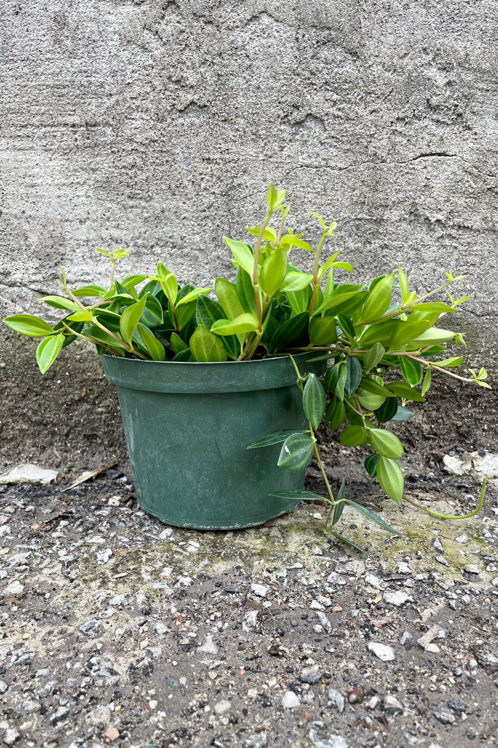Peperomia angulata 6"light and dark variegated leaves against a grey wall ©Sprout Home