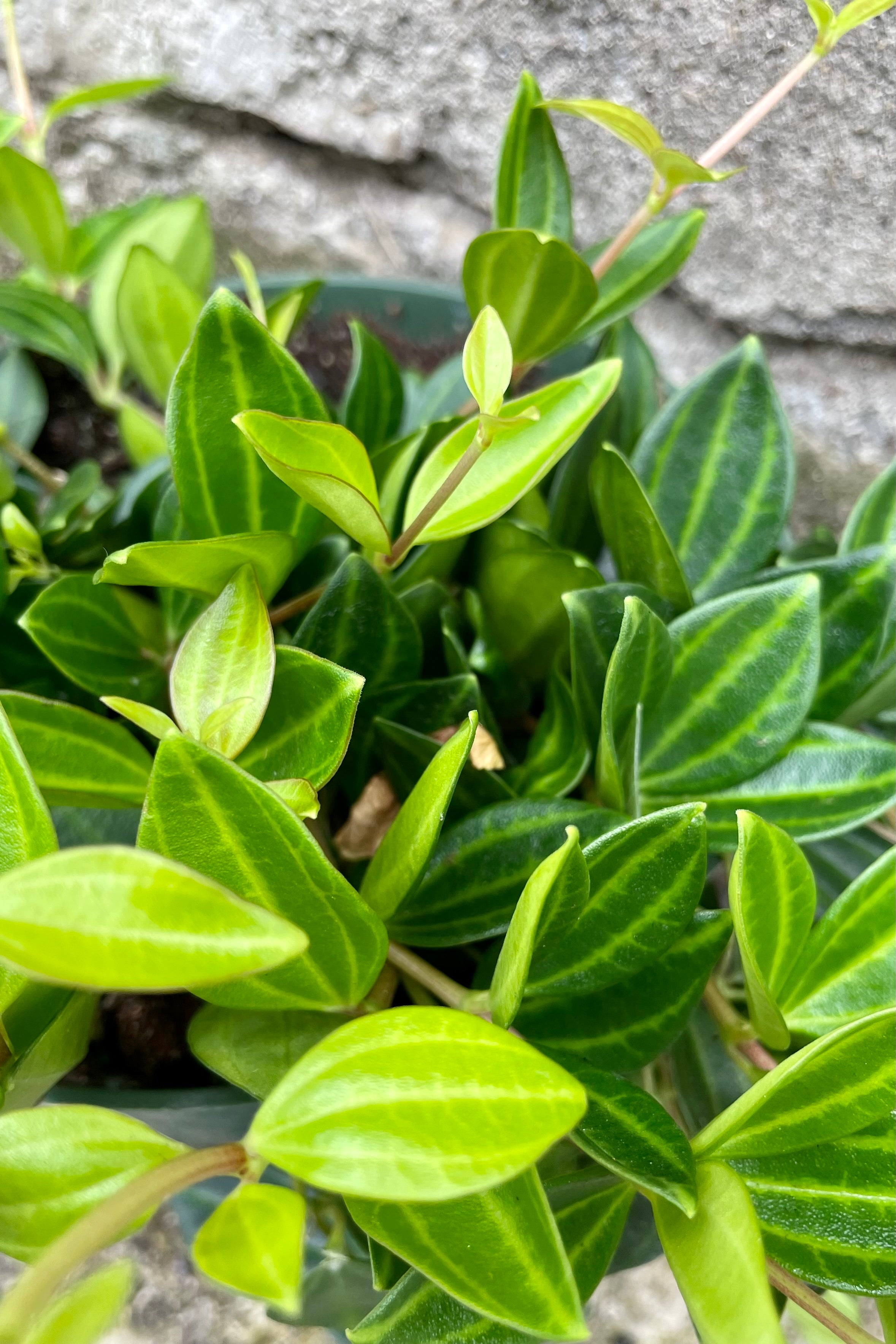 Detail of Peperomia angulata 6"light and dark variegated leaves against a grey wall