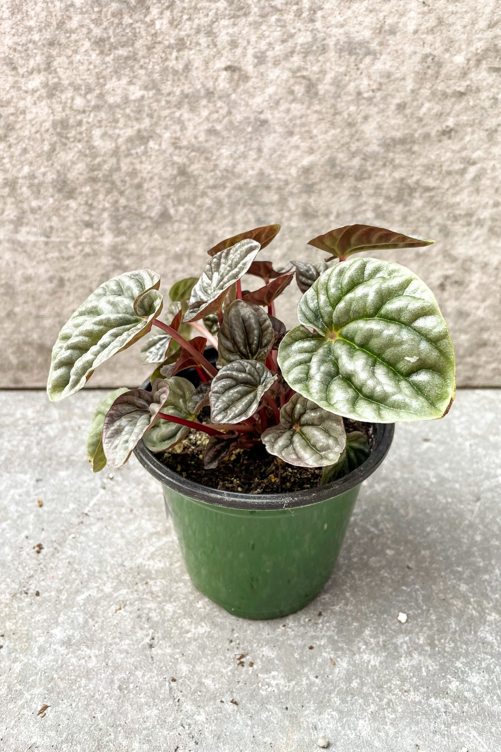 Peperomia caperata 'Burgundy' in 4 inch pot against a grey background ©Sprout Home