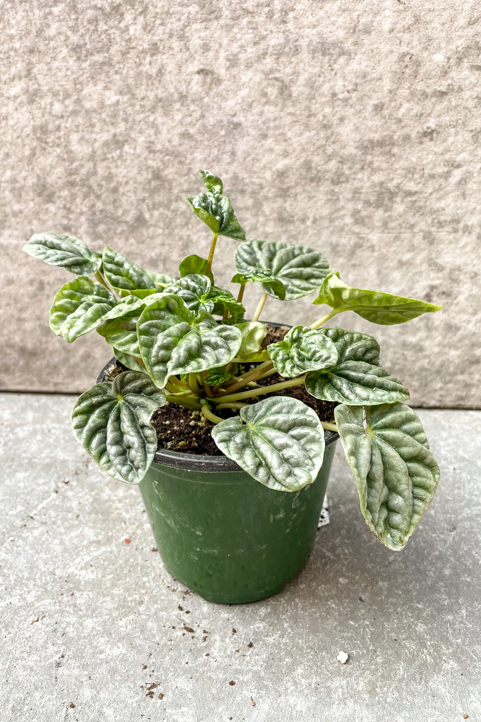Peperomia caperata 'Emerald Ripple' in 4 inch pot against a grey background ©Sprout Home