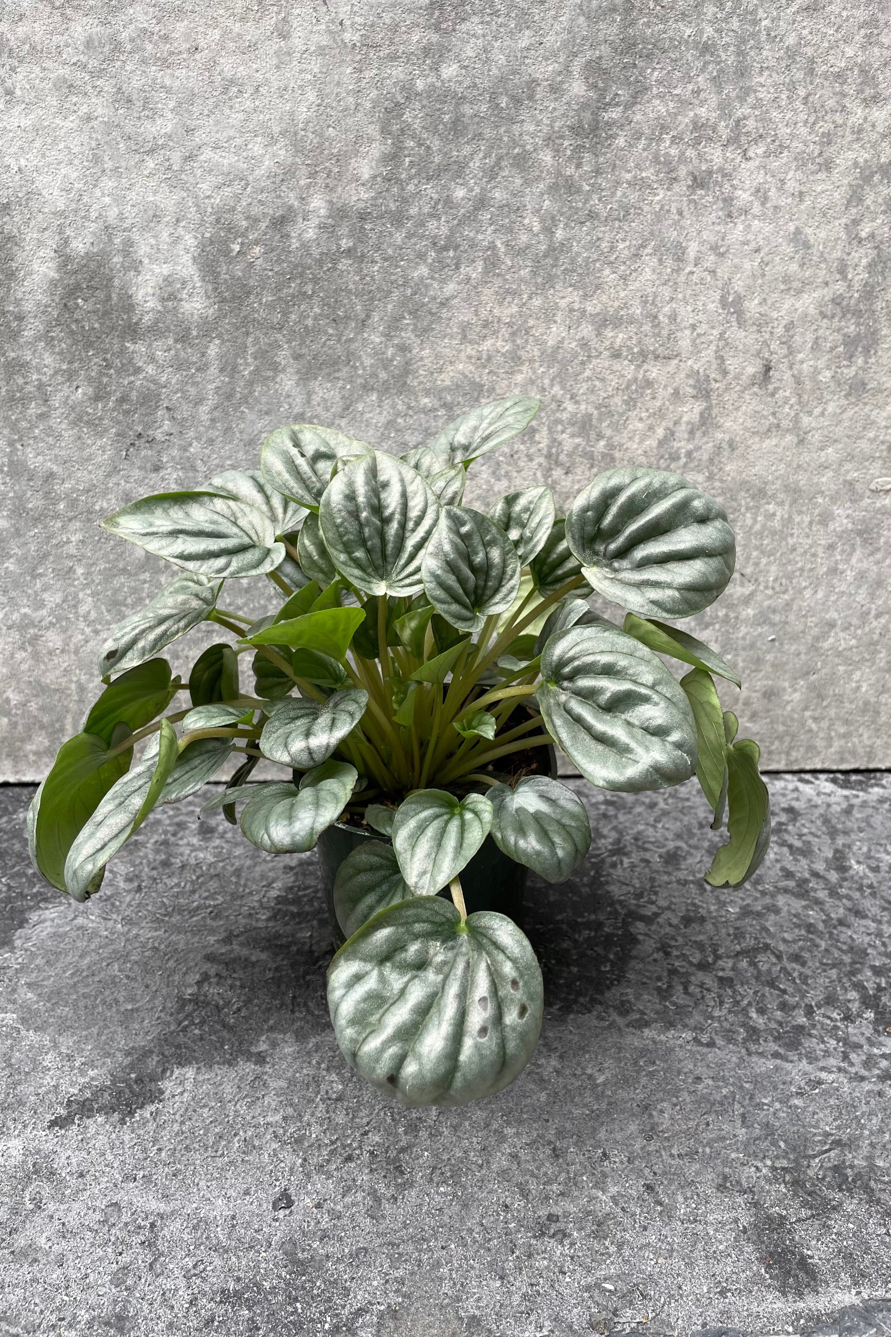 Peperomia caperata 'Frost' in grow pot in front of grey background ©Sprout Home