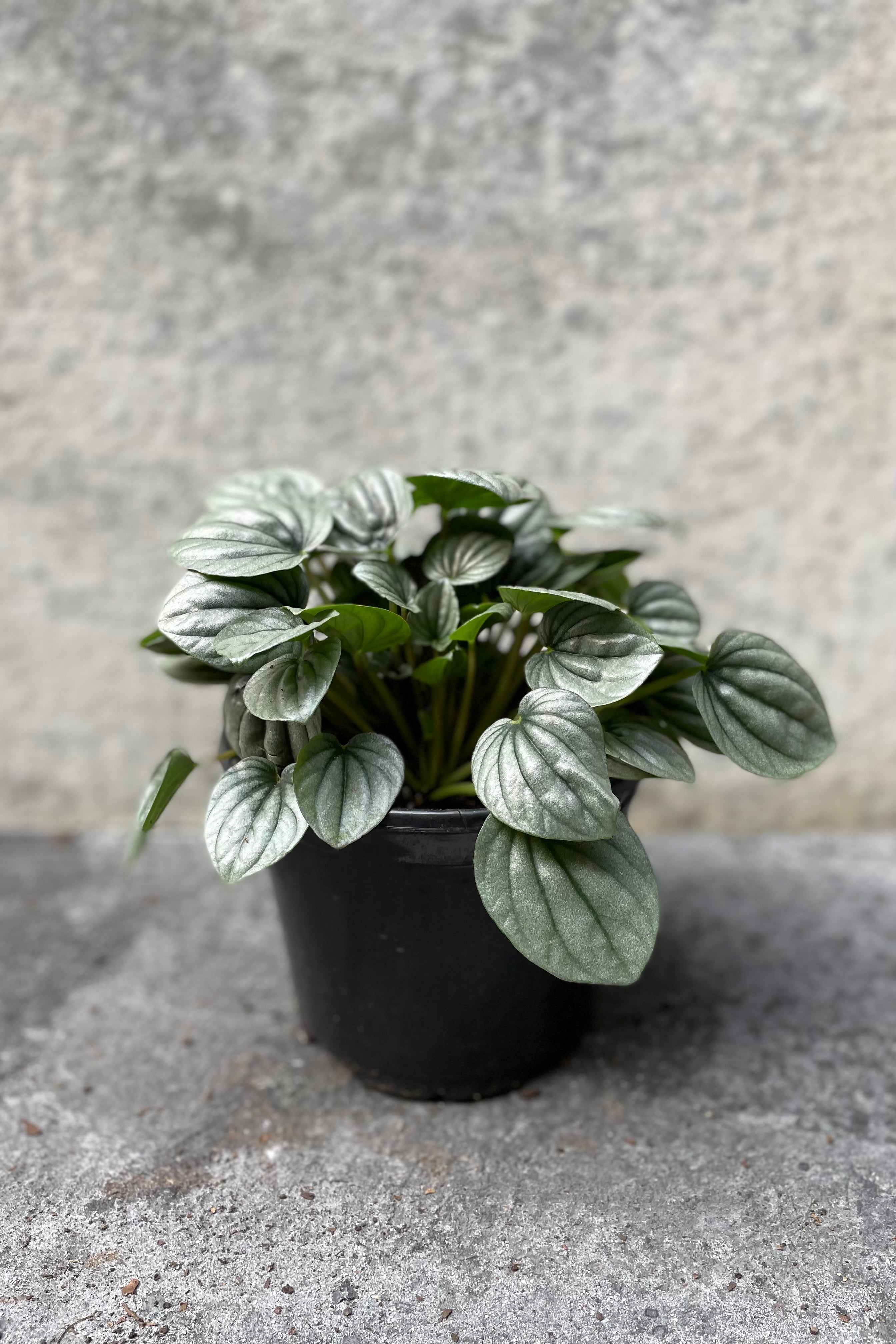 Peperomia caperata 'Frost' in grow pot in front of grey background