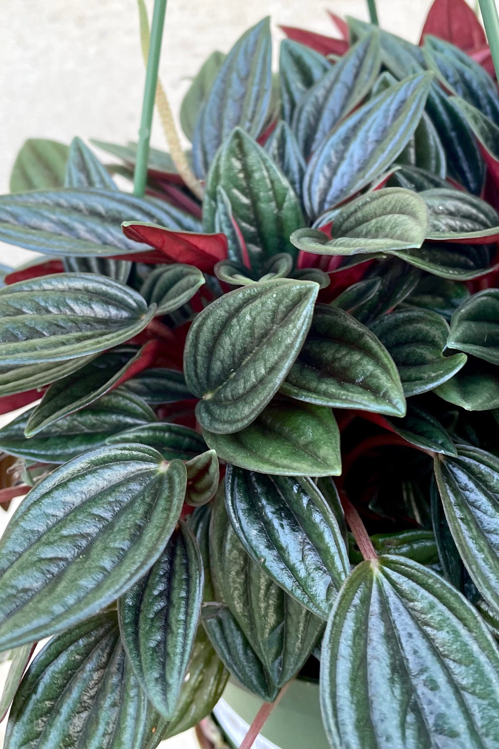 A detailed view of the leaves of the hanging Peperomia caperata 'Rosso' 6" against a concrete backdrop ©Sprout Home