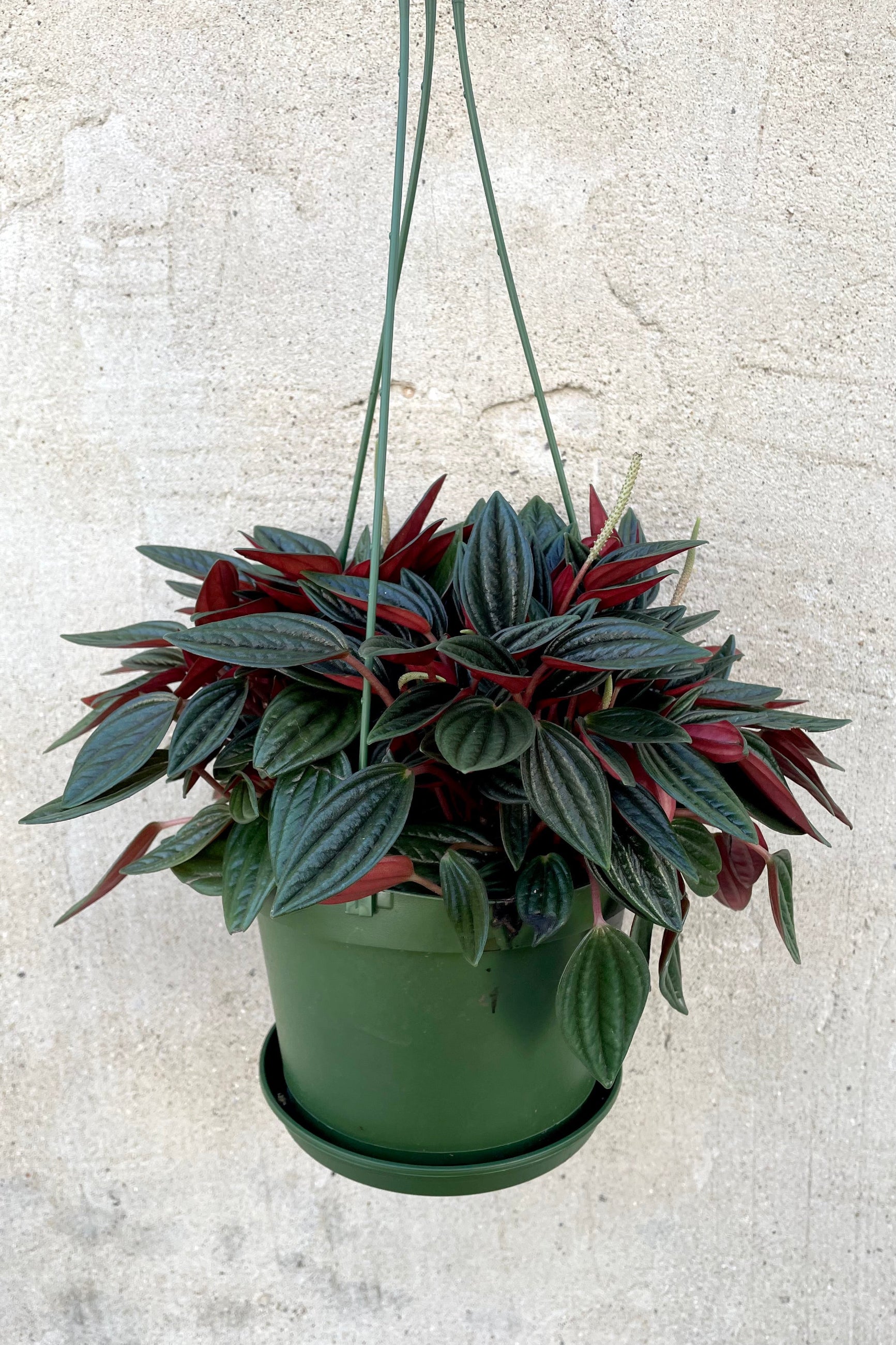A full view of the hanging Peperomia caperata 'Rosso' 6" against a concrete backdrop ©Sprout Home