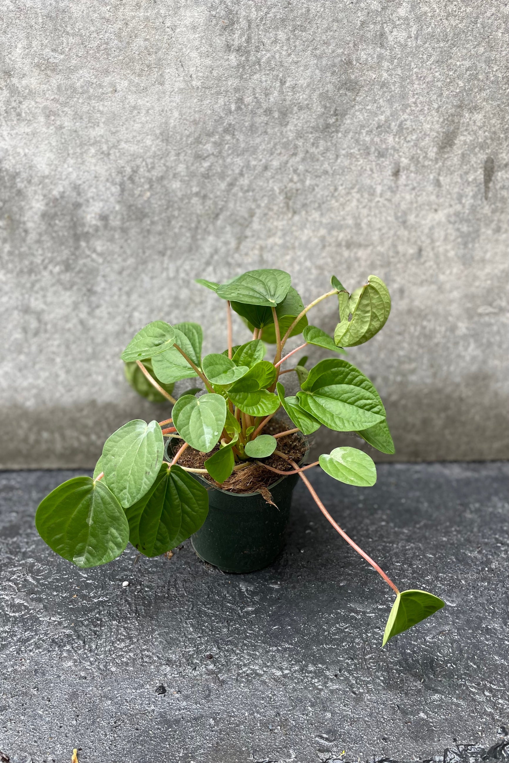 Peperomia caperata 'Rana Verde' plant in a 4" growers pot ©Sprout Home