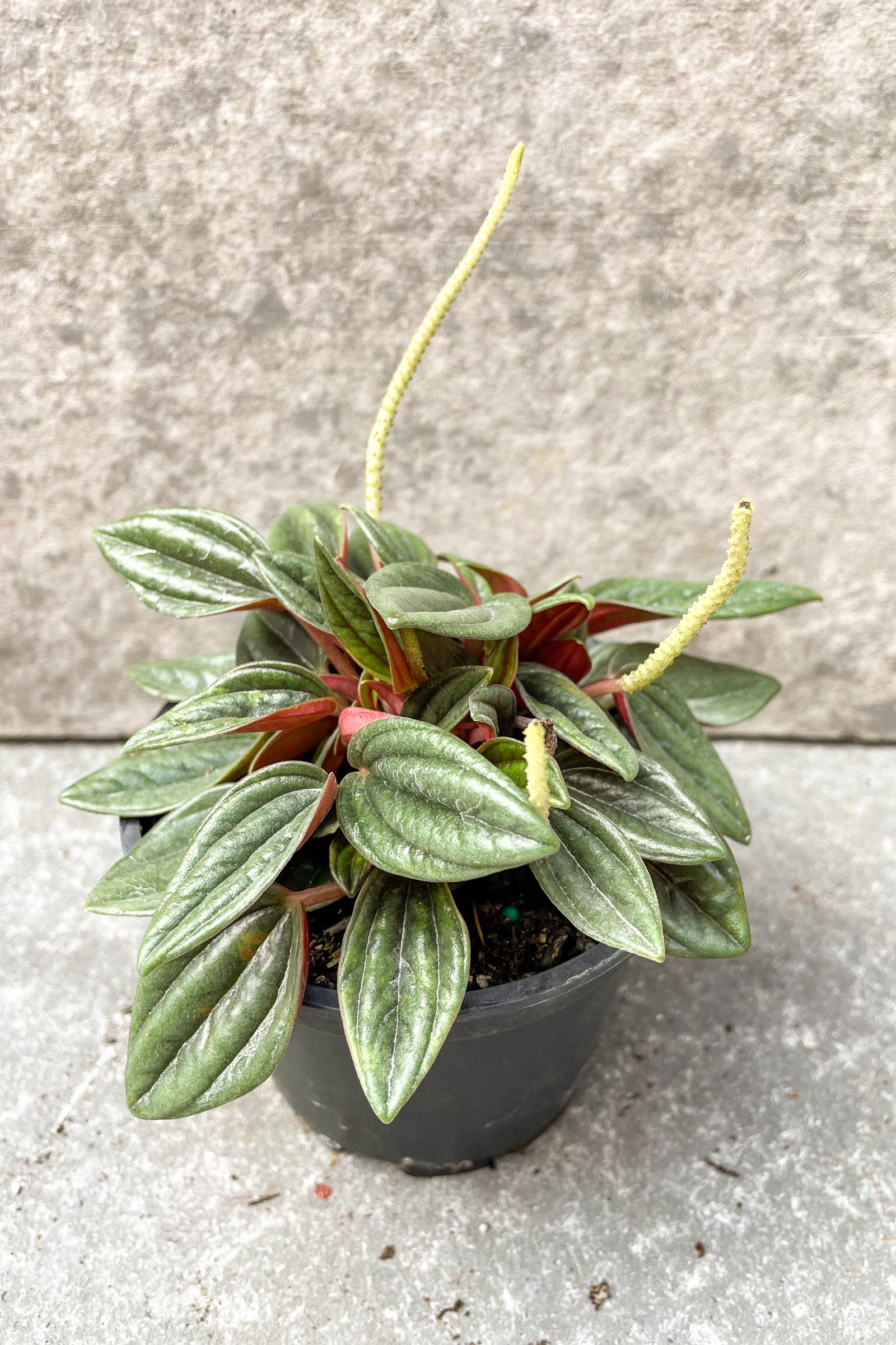 Peperomia caperata 'Rosso' foliage in 4 inch pot against grey background ©Sprout Home