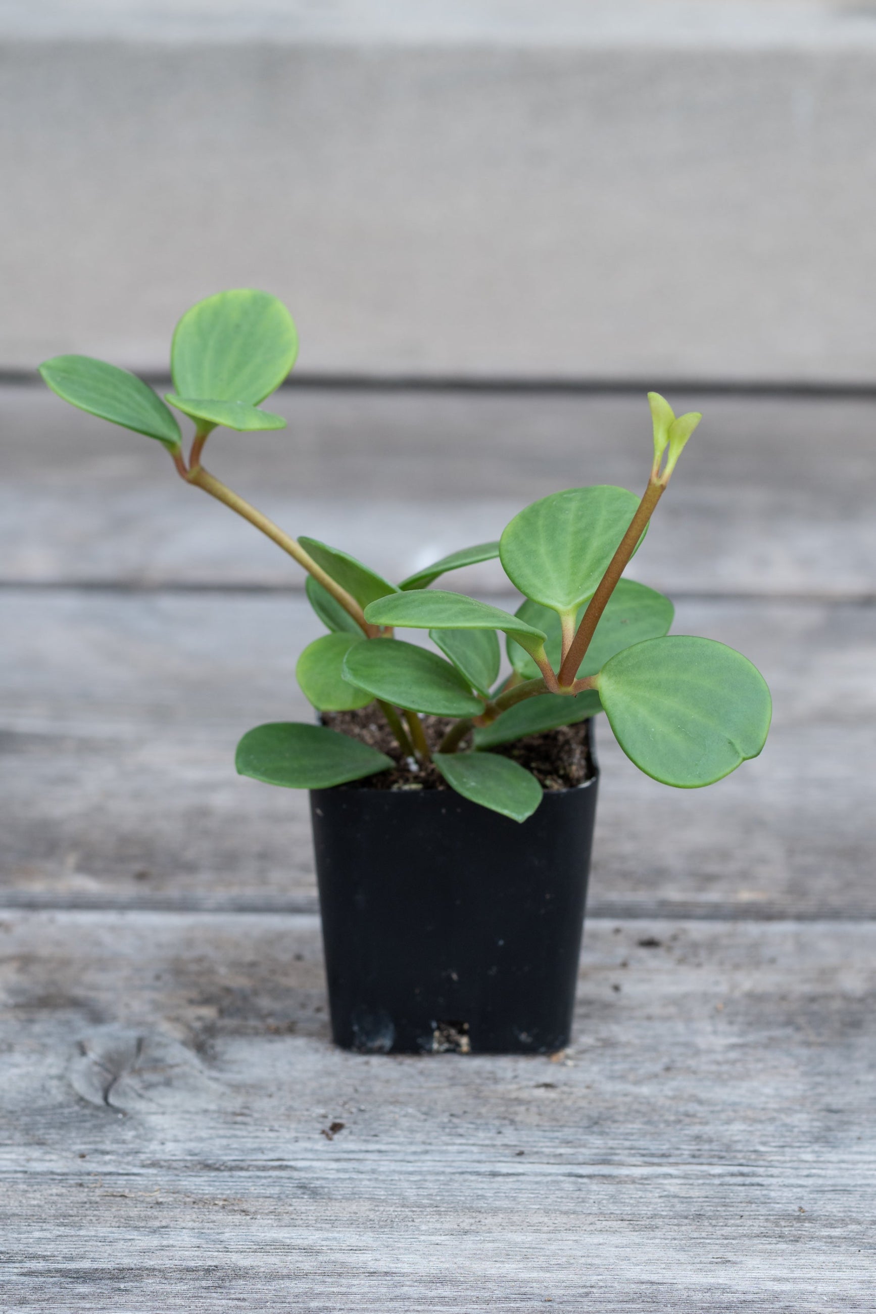 Tiny Peperomia 'Hope' in grow pot in front of grey wood background ©Sprout Home