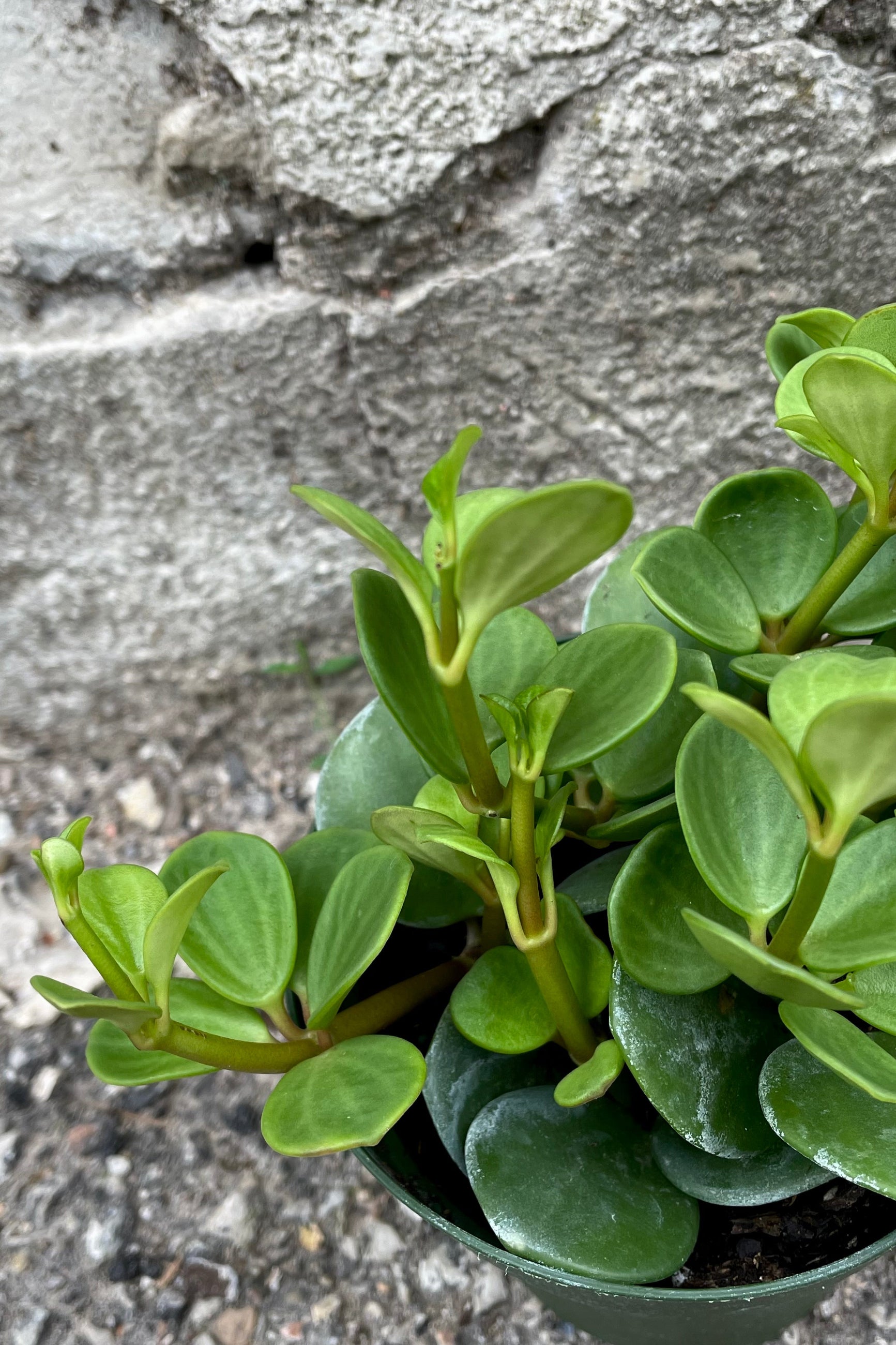 A close-up view of the leaves of the 4" Peperomia against a concrete background ©Sprout Home