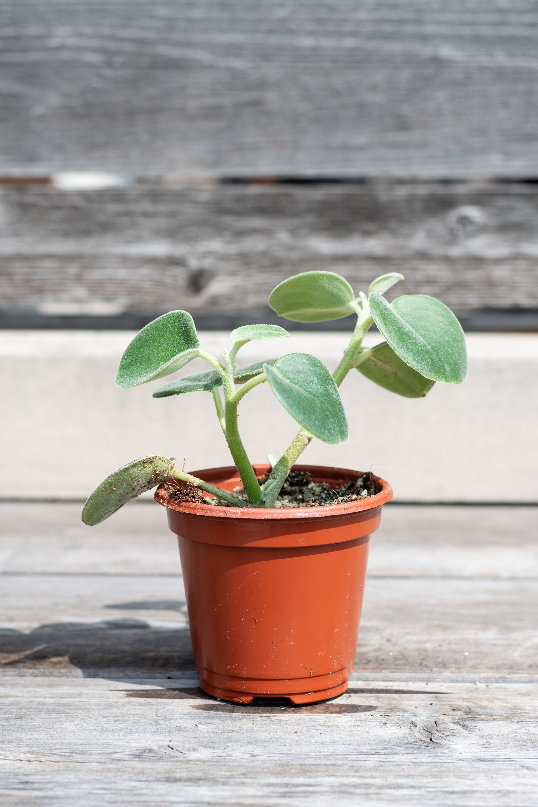 Peperomia incana "Felted Peperomia" in grow pot in front of grey wood background