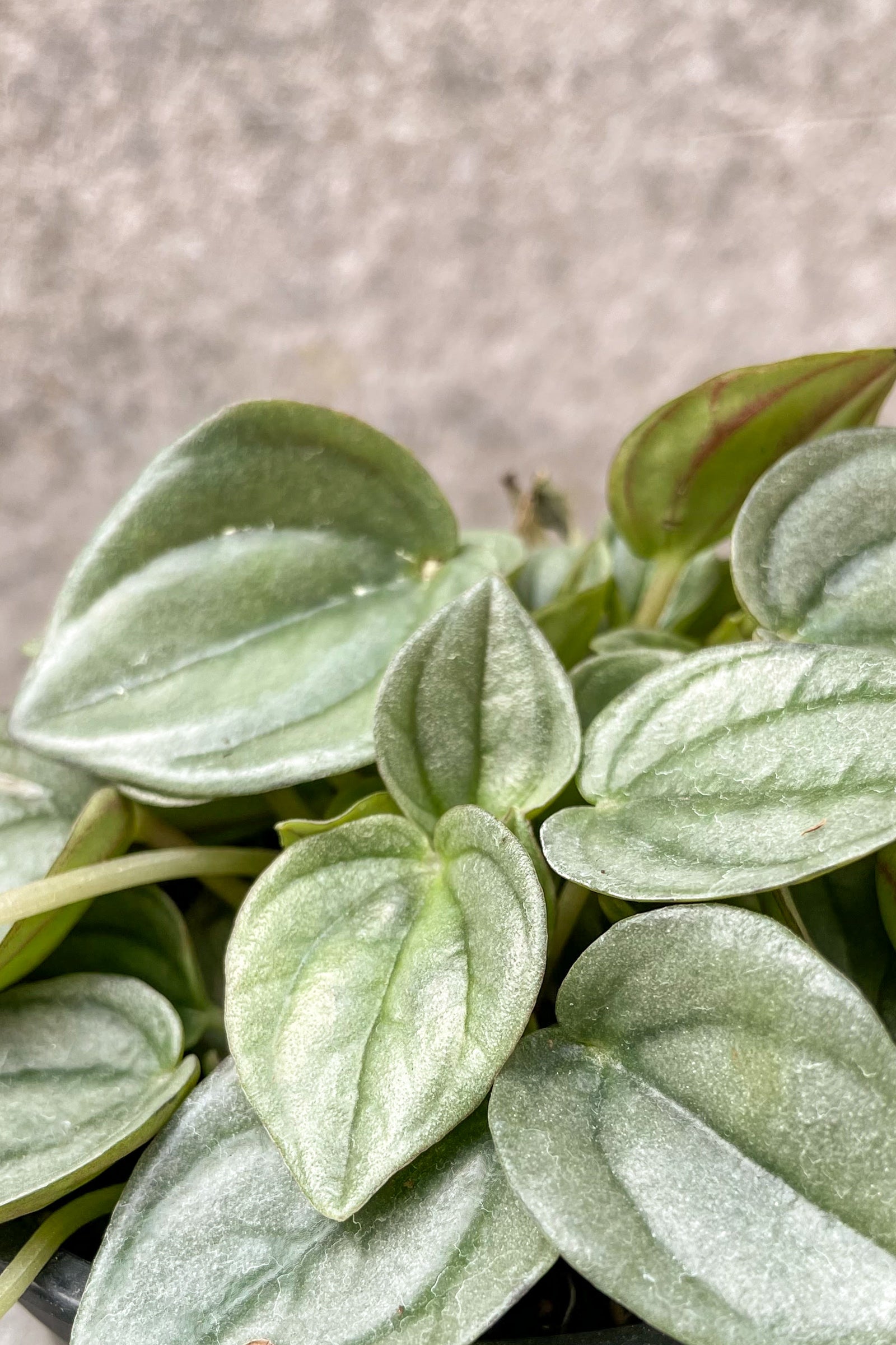 Close up of Peperomia 'Napoli Night' foliage ©Sprout Home