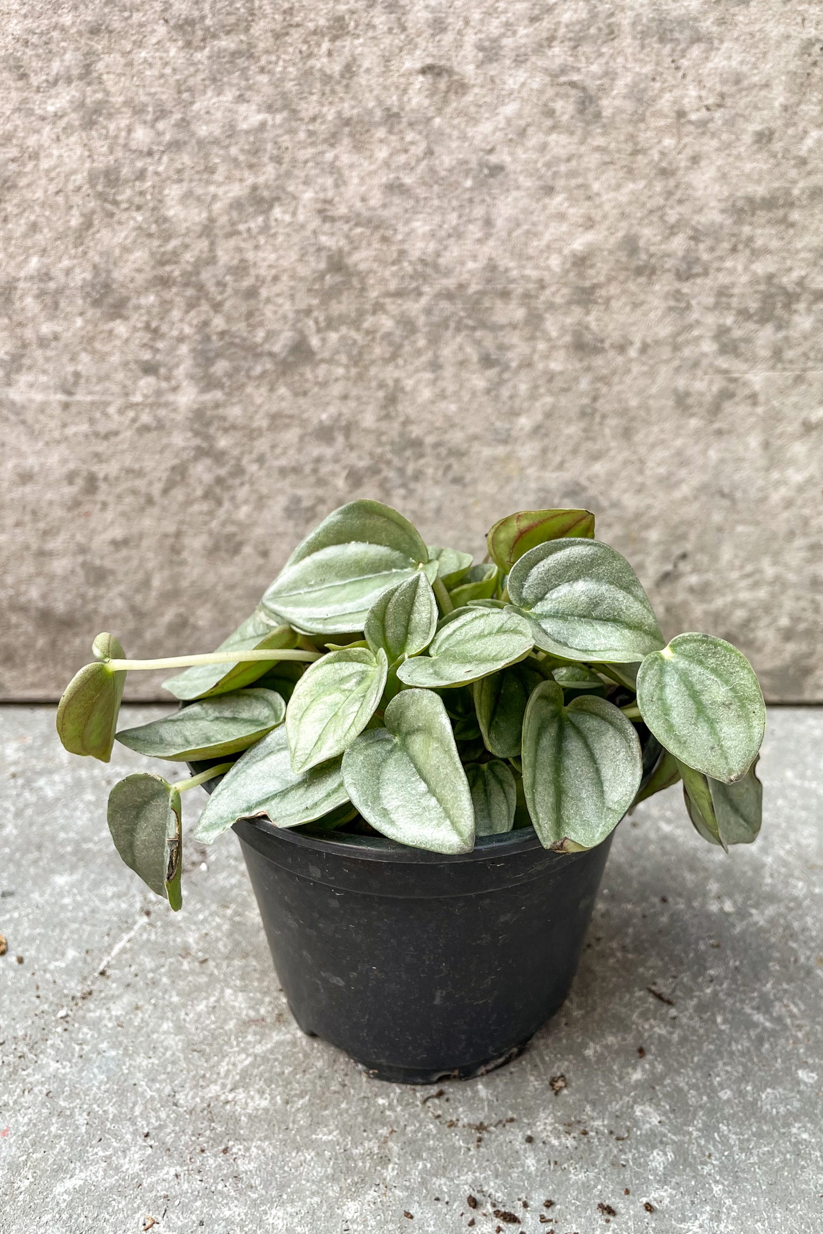 Peperomia 'Napoli Night' in 4 inch pot against grey background ©Sprout Home
