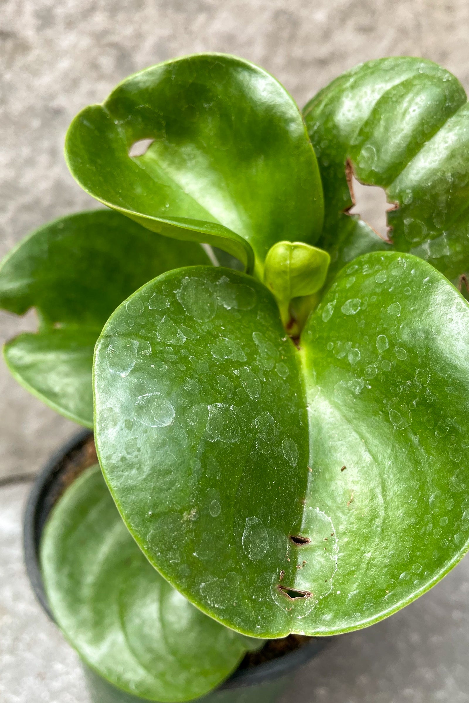 Peperomia obtusifolia (Green) close up of foliage