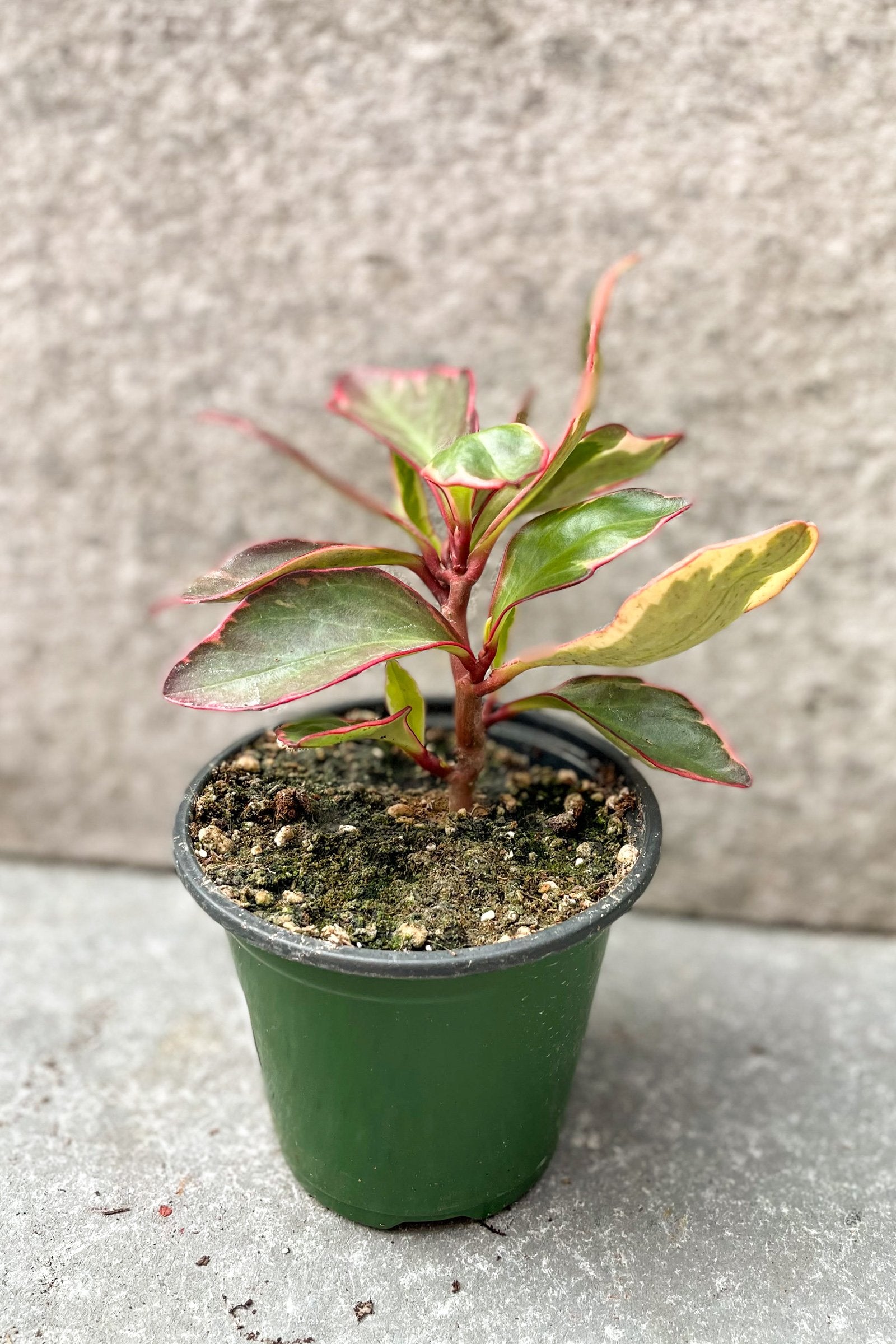 Peperomia clusifolia "Ginny" in a four inch growers pot. ©Sprout Home
