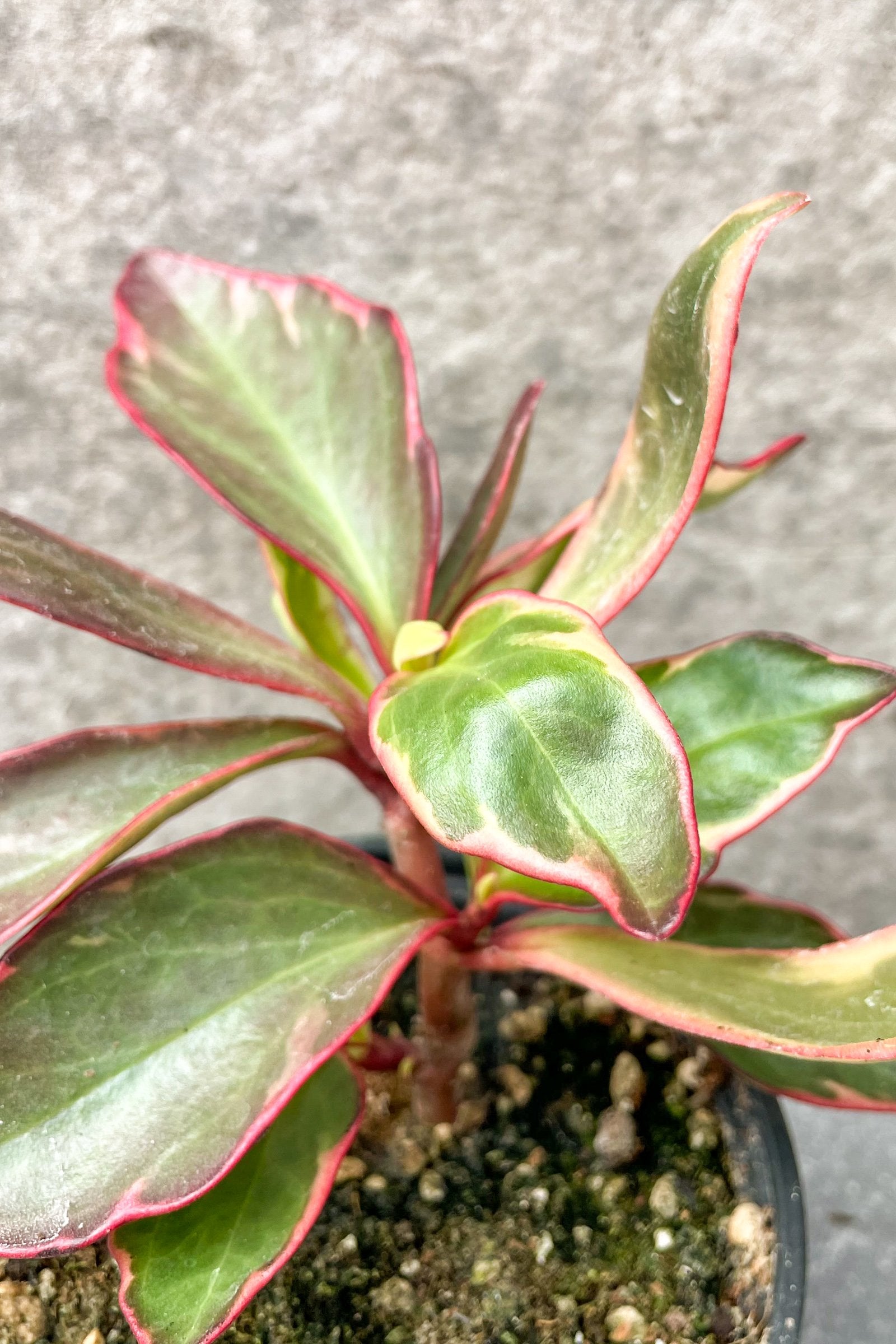 Highly colorful leaves of the Peperomia clusifolia 'Ginney' plant ©Sprout Home