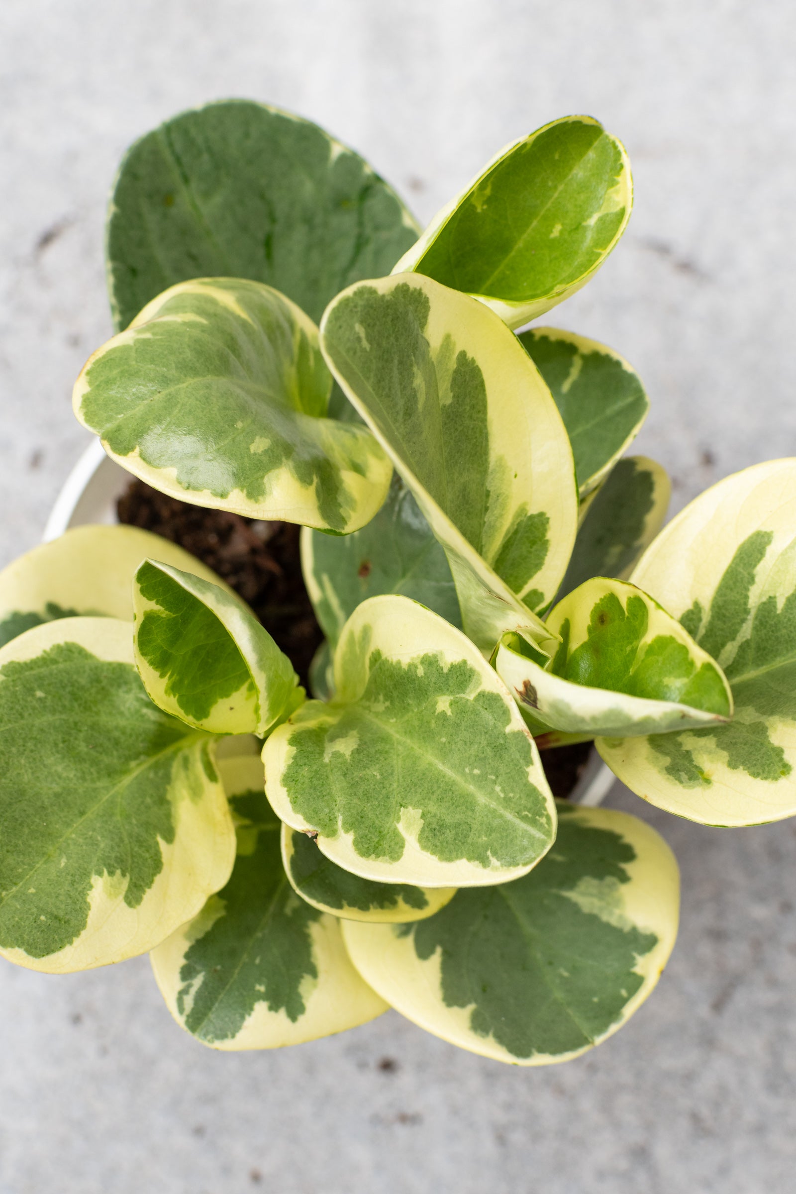 Peperomia obtusifolia variegated up close picture from above of its lemon and green leaves. ©Sprout Home