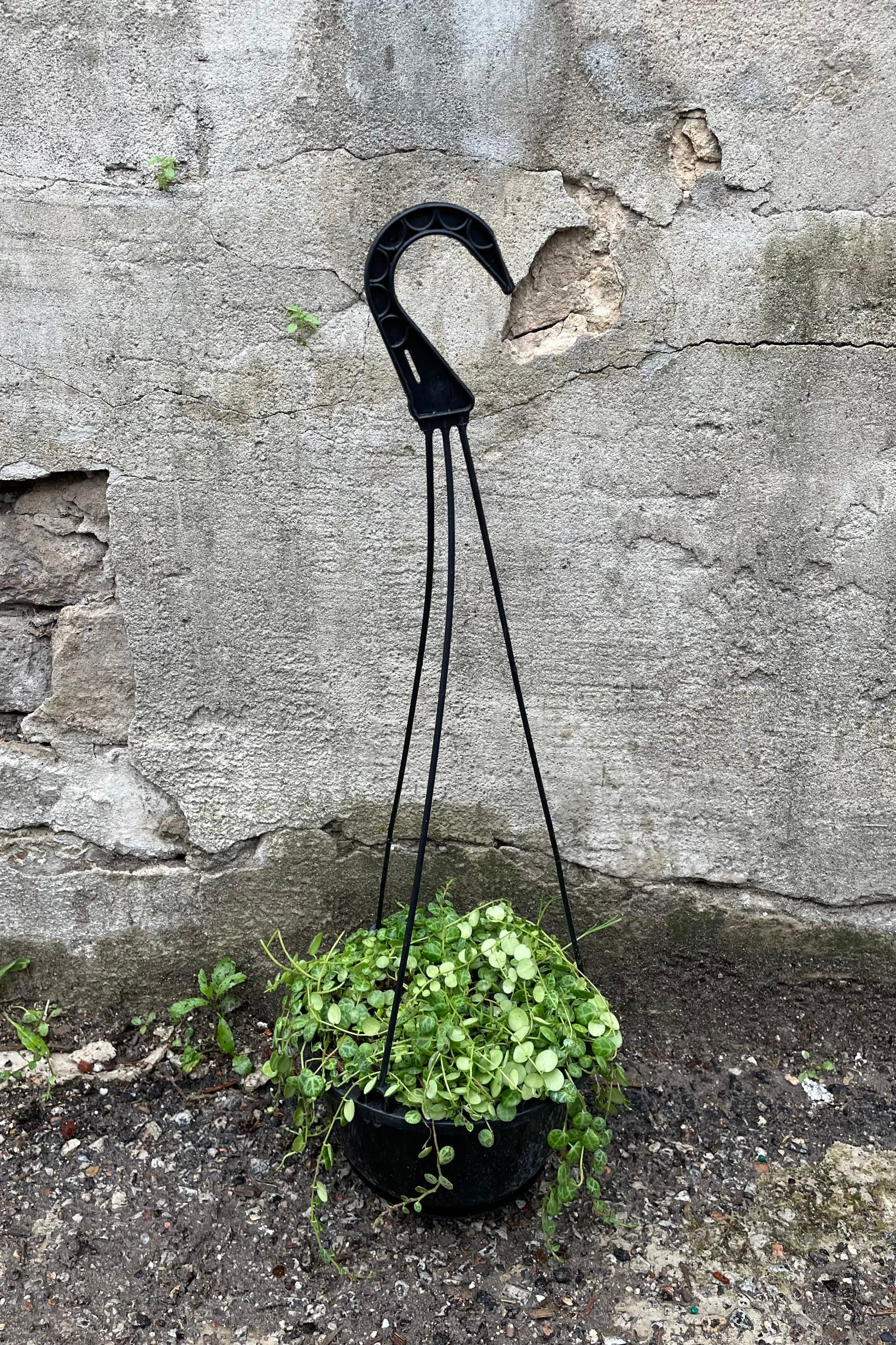 Peperomia prostrata 6" black growers hanging pot hard shelled vining leaves against a grey wall ©Sprout Home