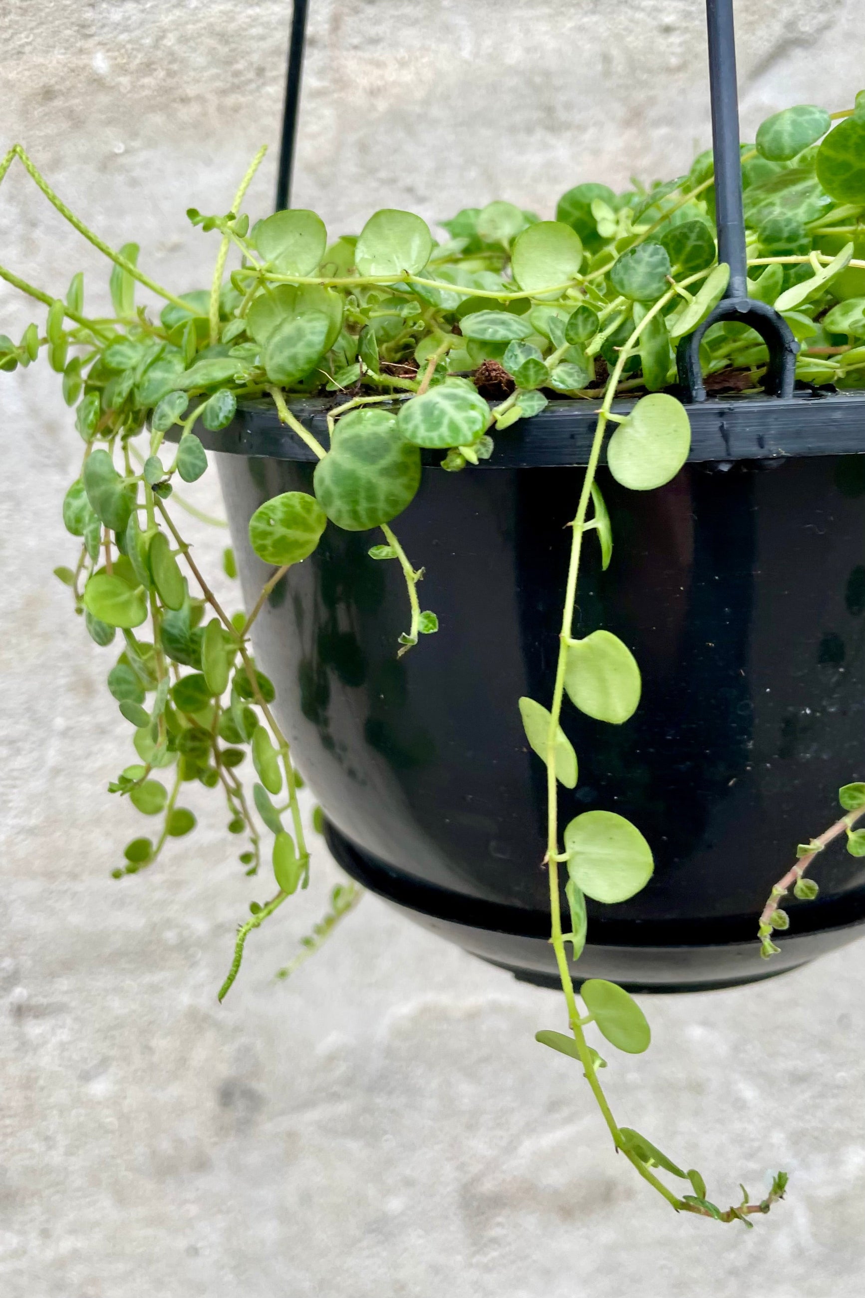 detail of Peperomia prostrata 6" hard shelled vining leaves against a grey wall ©Sprout Home
