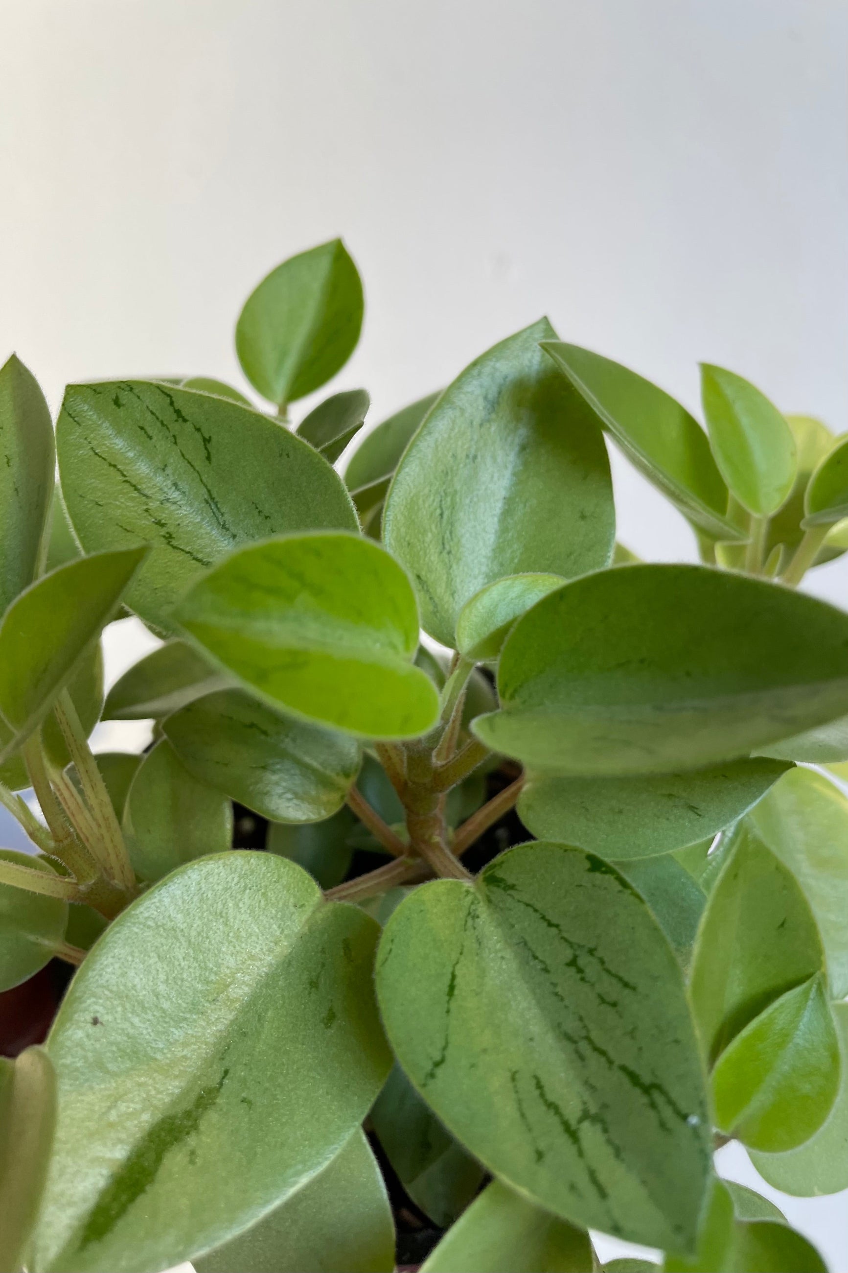 Closeup photo of the mottled leaves of Peperomia Pixie Lime ©Sprout Home