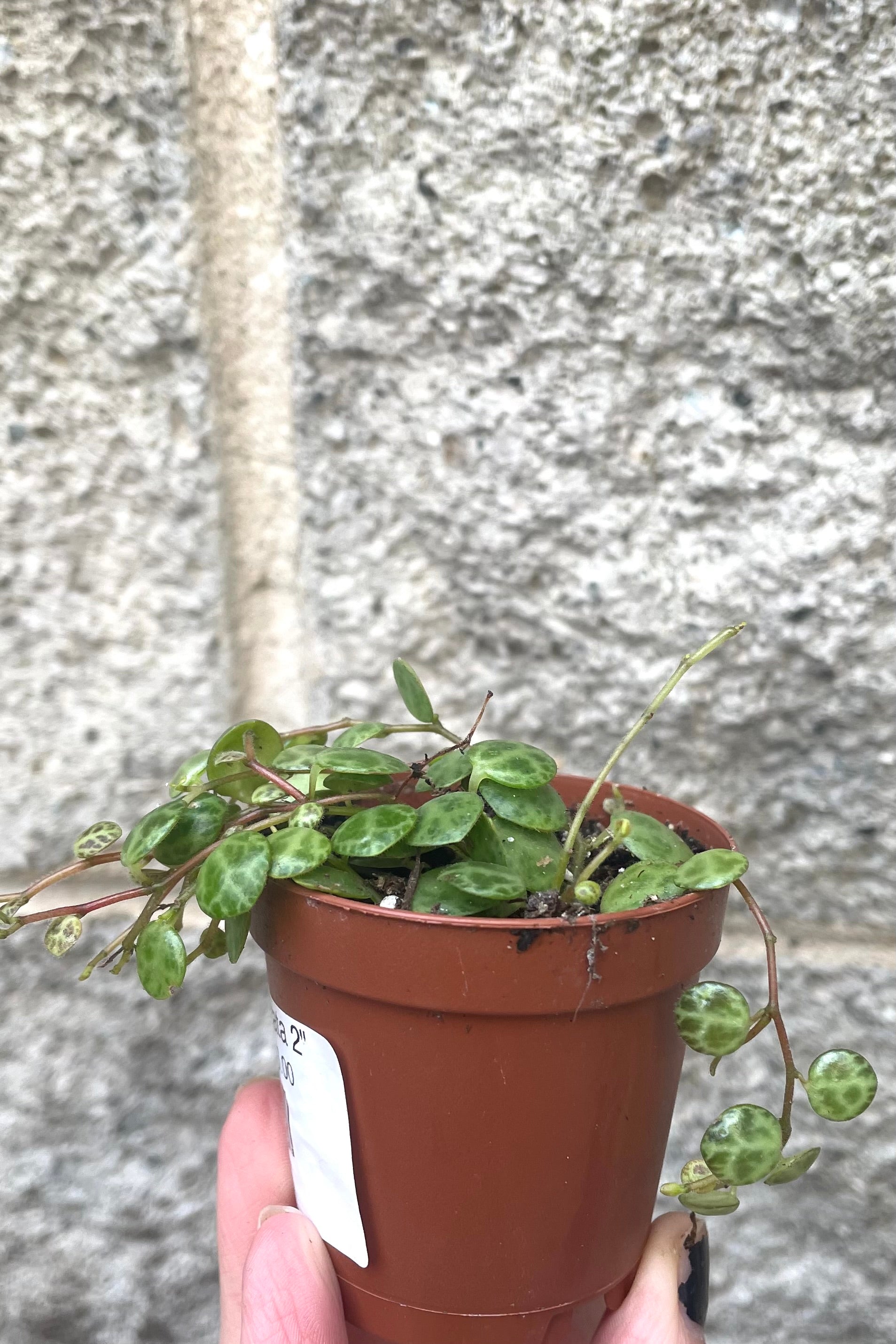 A hand holds Peperomia prostrata 2" in grow pot against concrete backdrop
