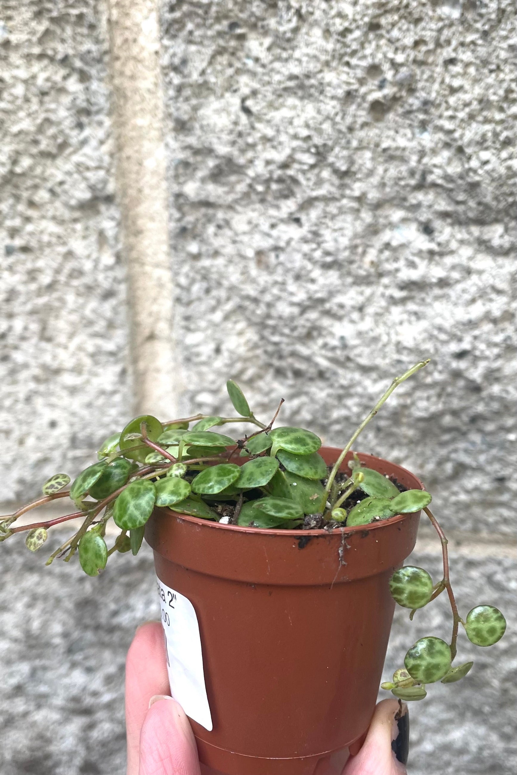 A hand holds Peperomia prostrata 2" in grow pot against concrete backdrop ©Sprout Home
