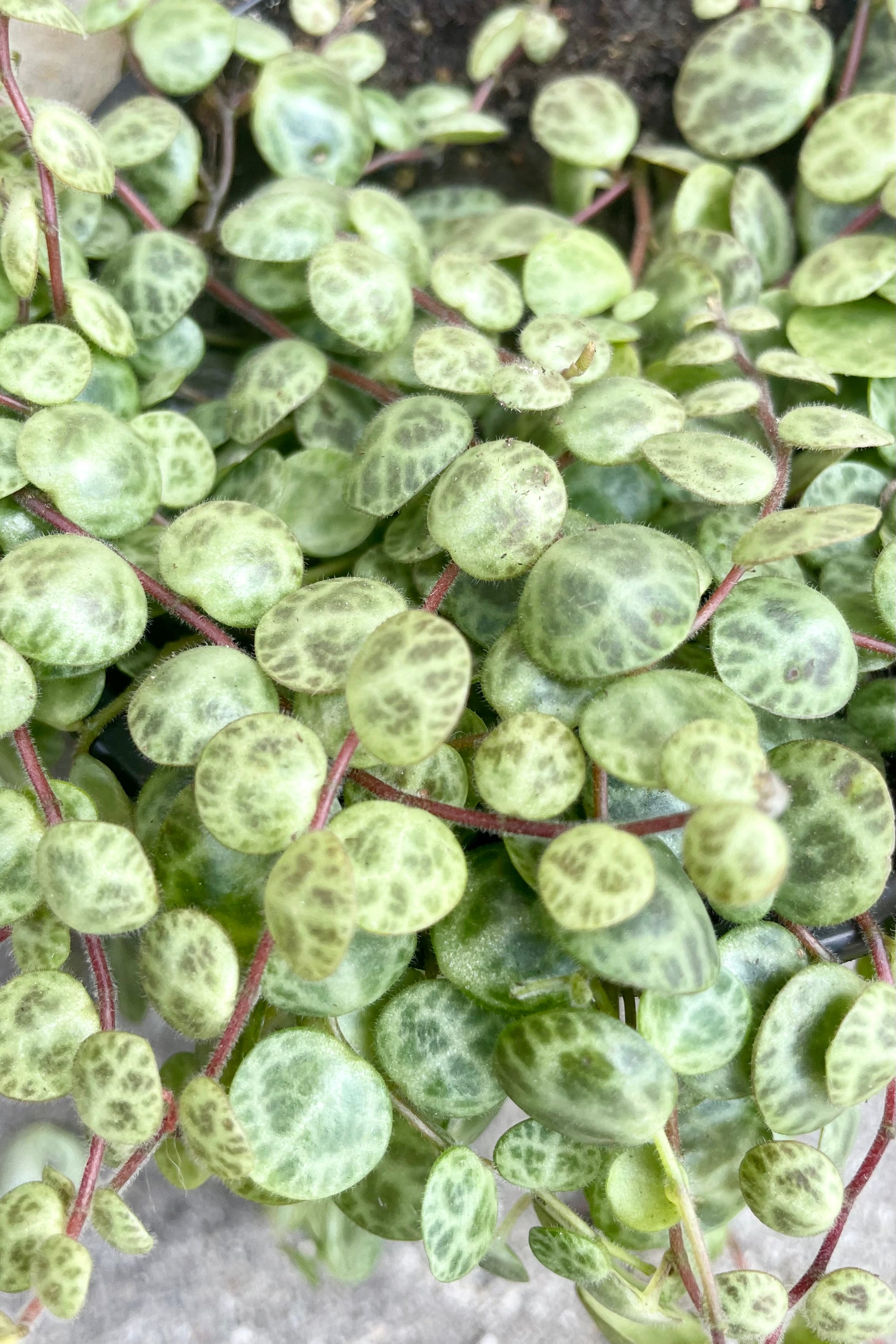 A detailed pictured of the turtle shaped leaves of the peperomia prostrata.