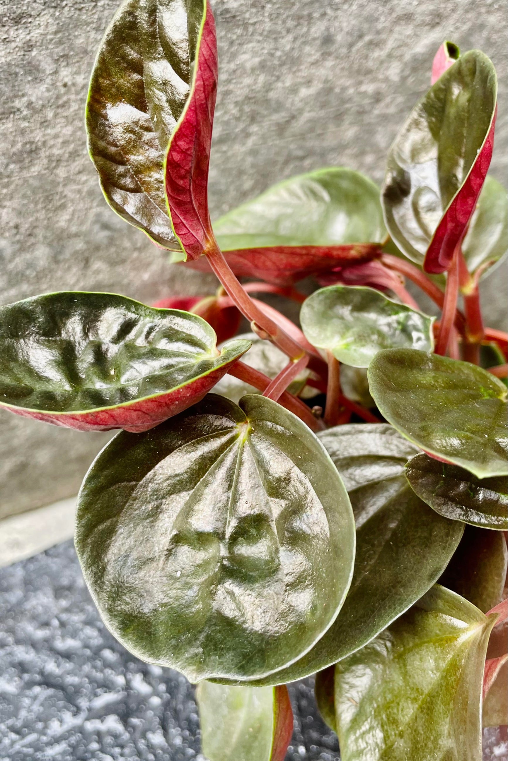A detailed view of the Peperomia rugosa's round burgundy-esque leaves. ©Sprout Home