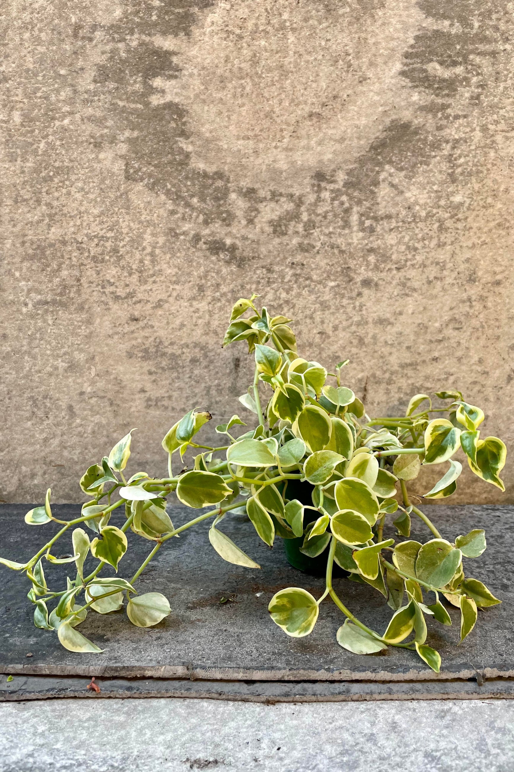 The Peperomia scandens sits in its 4 inch growers pot against a grey backdrop. ©Sprout Home
