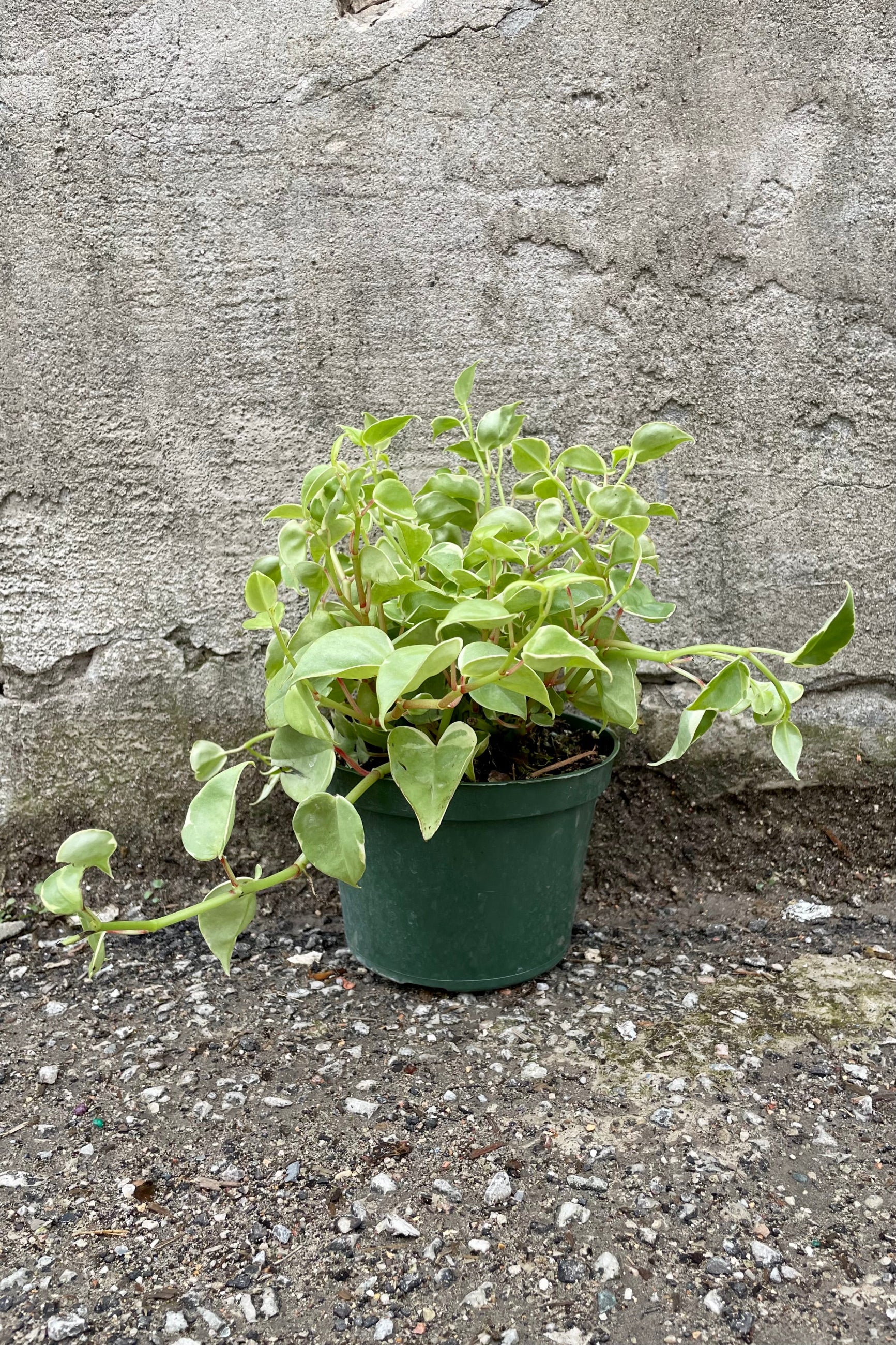 Peperomia scandens 6" green vining leaves against a grey wall ©Sprout Home